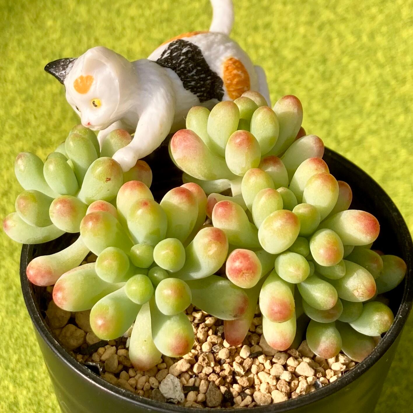 乙女心錦綴化入り 多肉植物 セダム