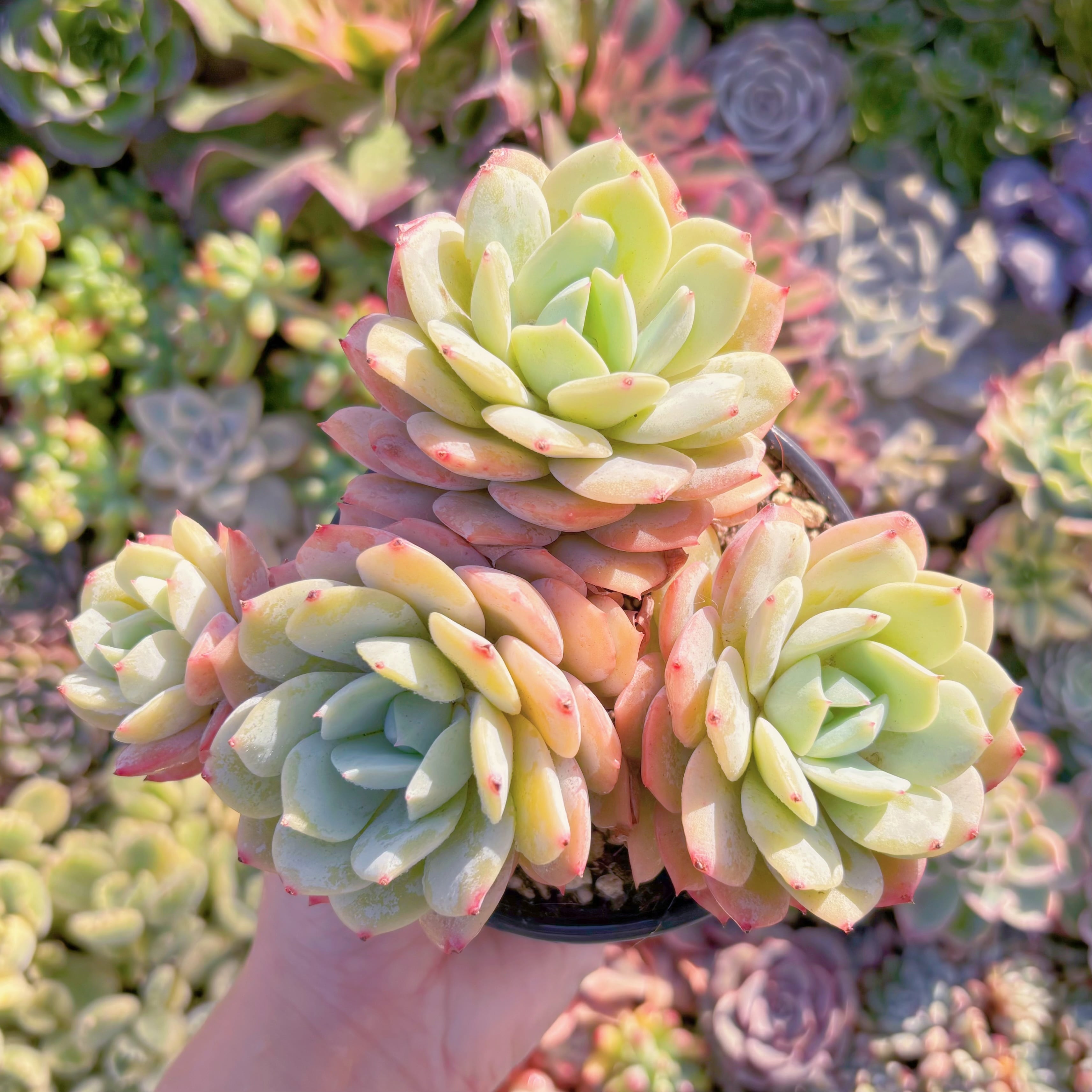 現品　冷香#M066　群生　るる農園