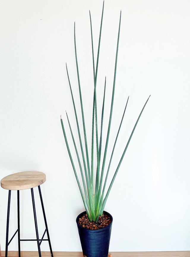 《希少》ストレリチア ユンケア ノンリーフ 観葉植物 大型 calm cafe