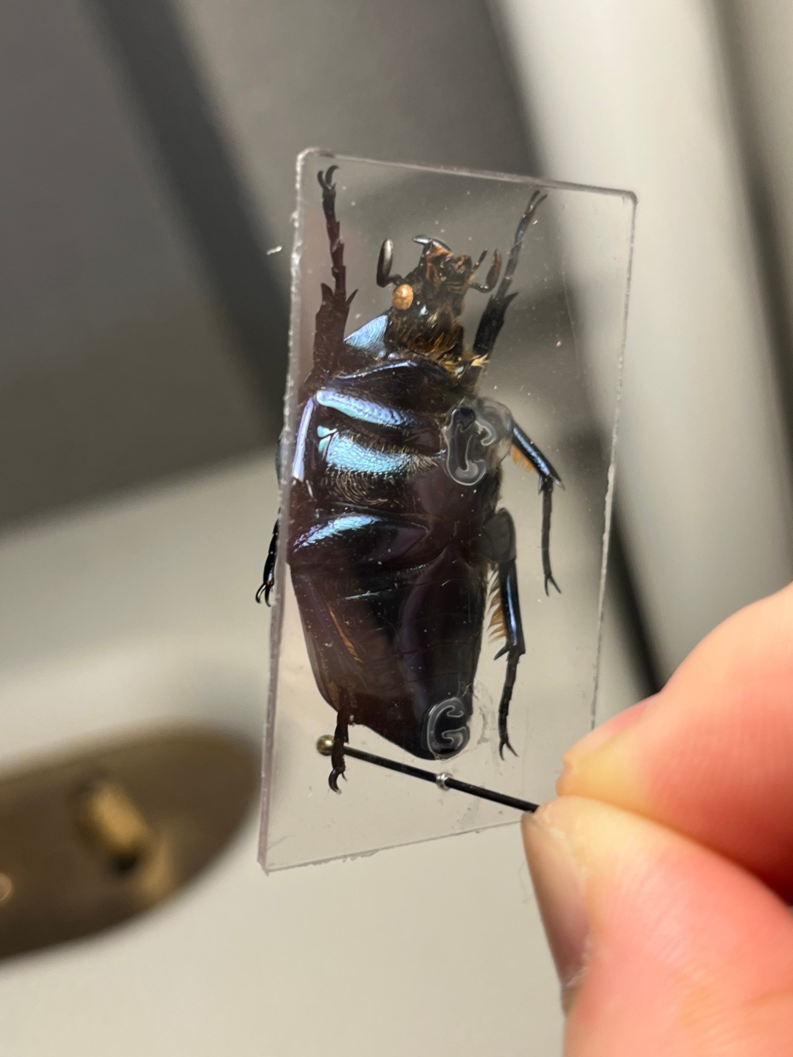 透明台紙】体裏がメタリックなイバライコツノヒシムネハナムグリ 標本