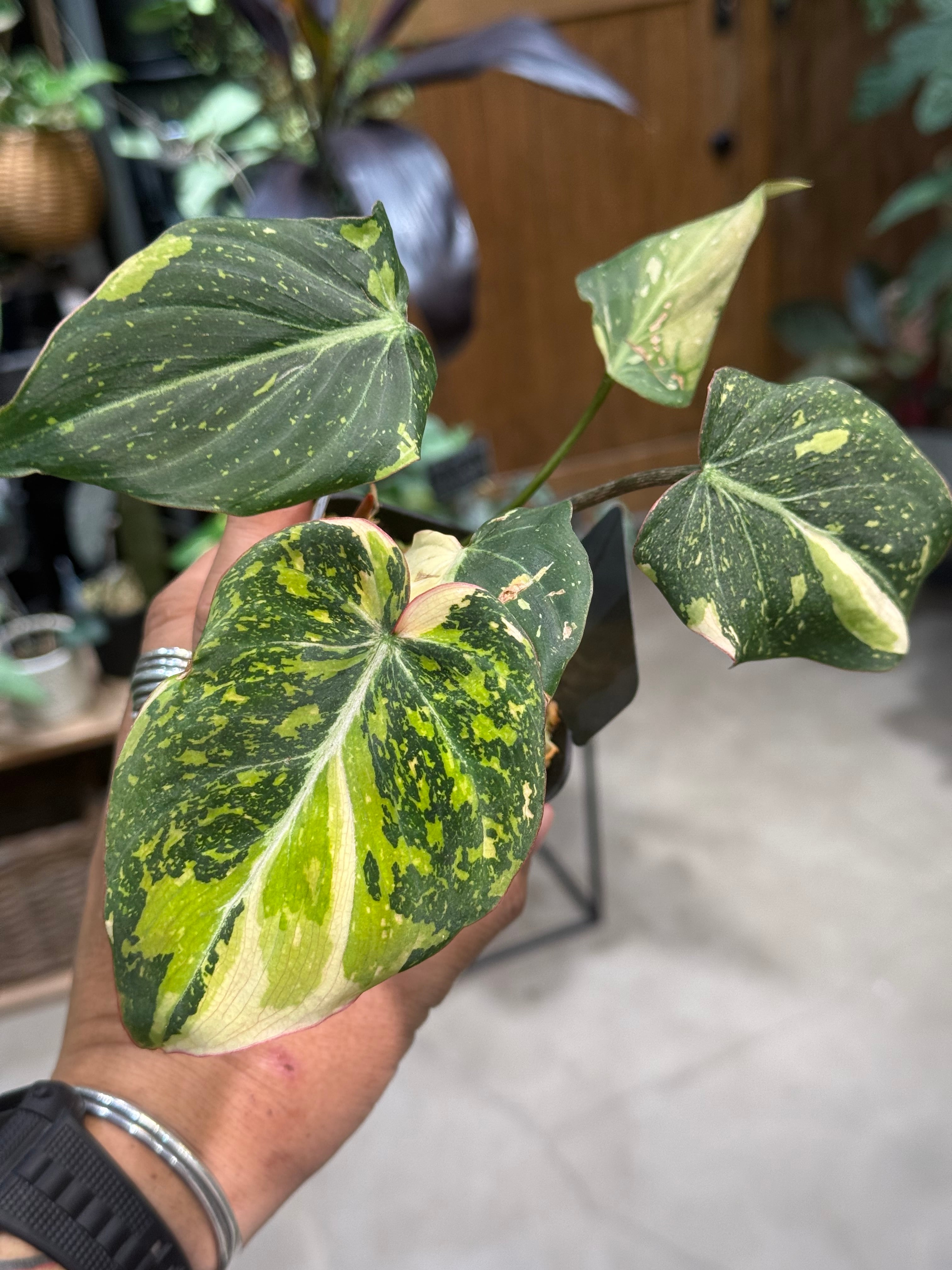 2 組織培養株 フィロデンドロン キャラメルマーブル ファイヤータイガー 2 組織培養株 フィロデンドロン キャラメルマーブル ファイヤー