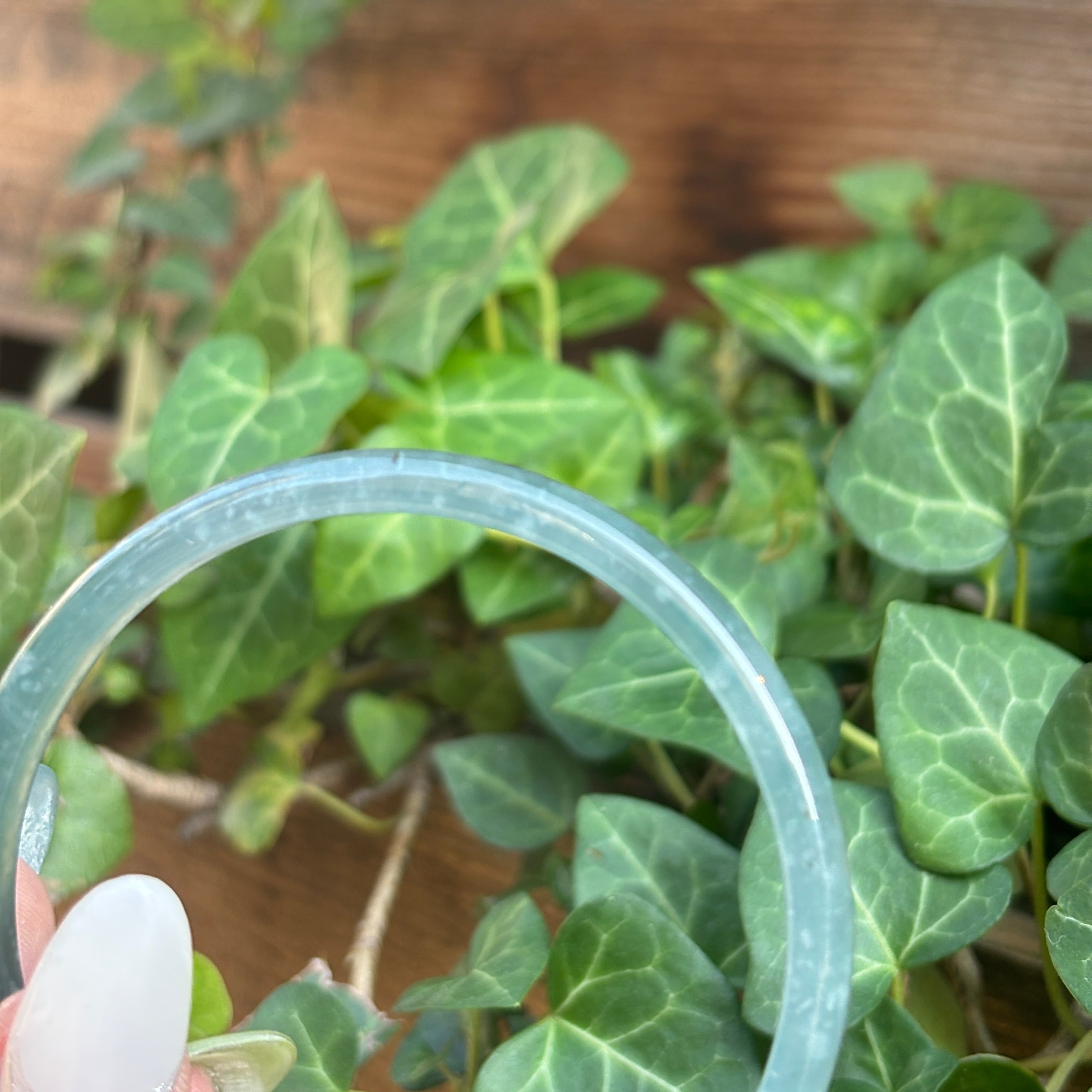 シンプルな大人カッコいい＊グァテマラ翡翠バングル | 大阪梅田