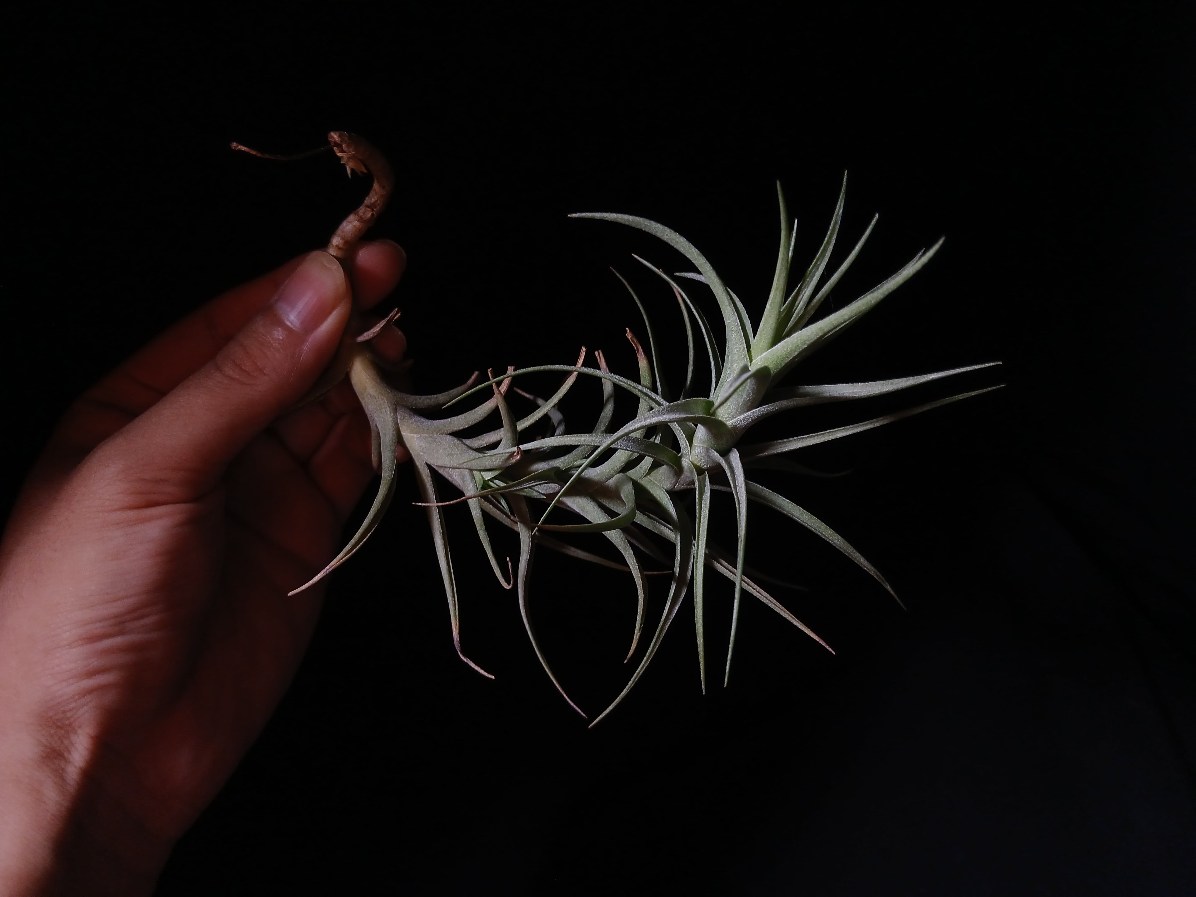 Tillandsia neglecta 'Silver Clone' Brazilian Wild Clone 2023 T'S