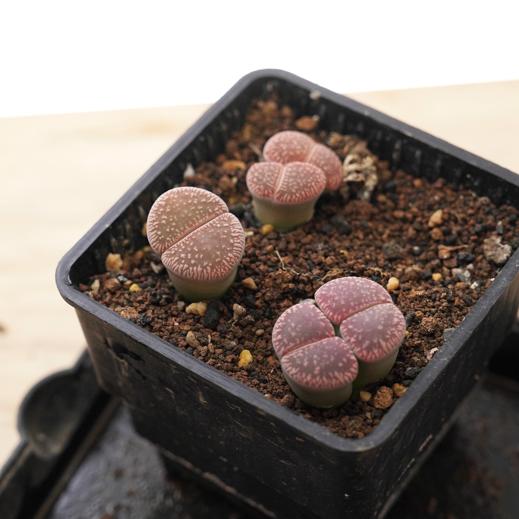 抜き苗 リトープス C48 光陽玉 Lithops aucampiae var.euniceae C48 