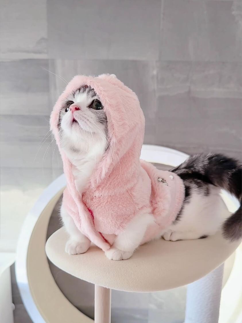 小林牧牛】作 猫 置物 紙箱 栞付 C−2340 【公式通販】