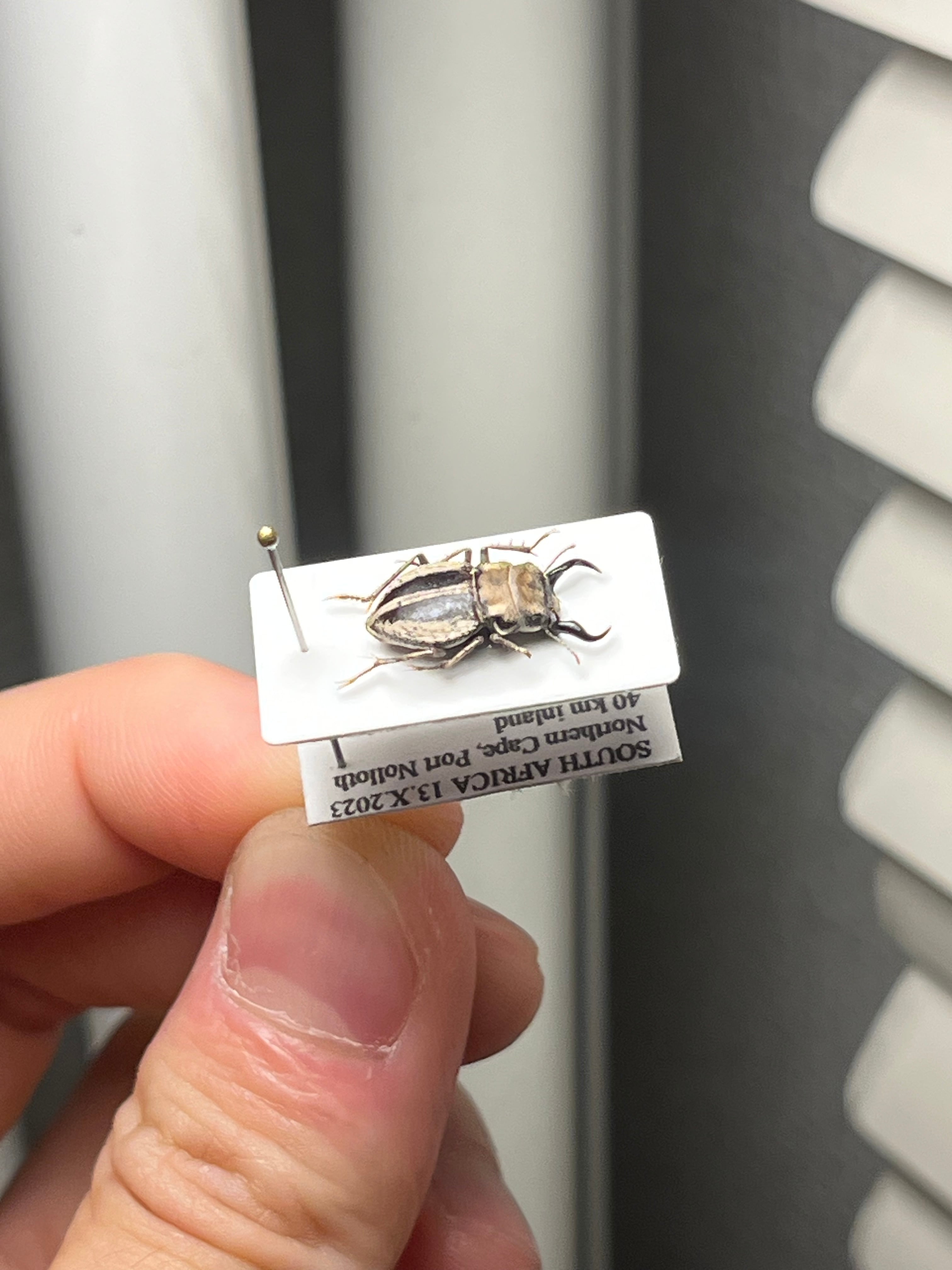 14mm♂】クワガタモドキゴミムシダマシ Calognathus chevrolati 昆虫