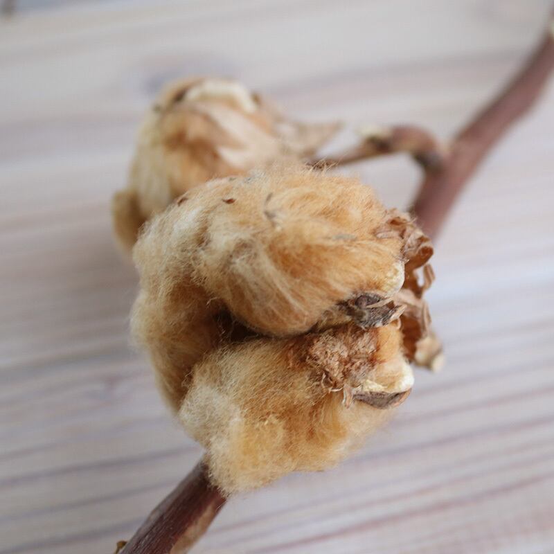 綿の実枝つき ブラウン / コットンフラワー リース 花材 クリスマス