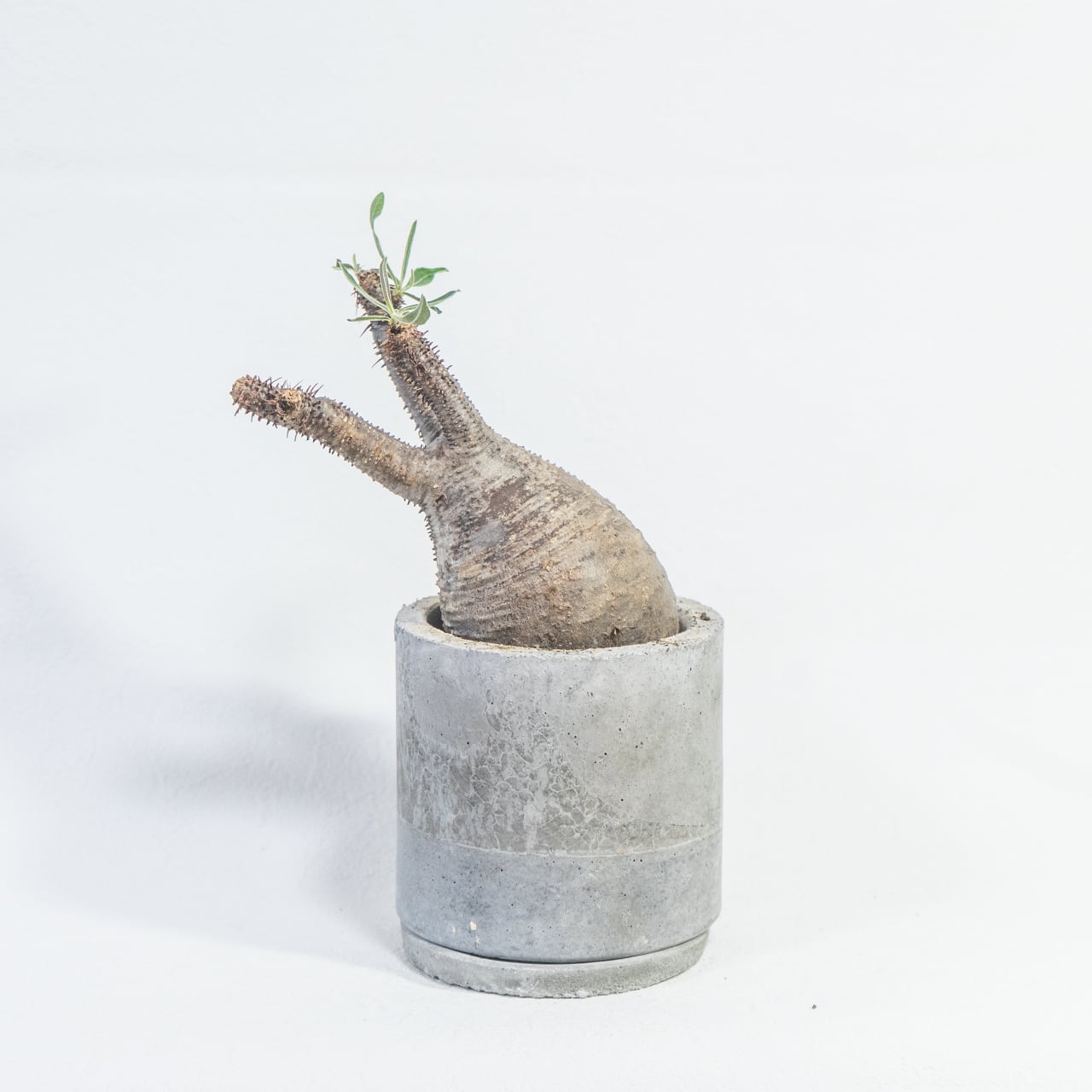 観葉植物 パキポディウム・グラキリス 曲線美を際立てる手作り鉢の一点物インテリア