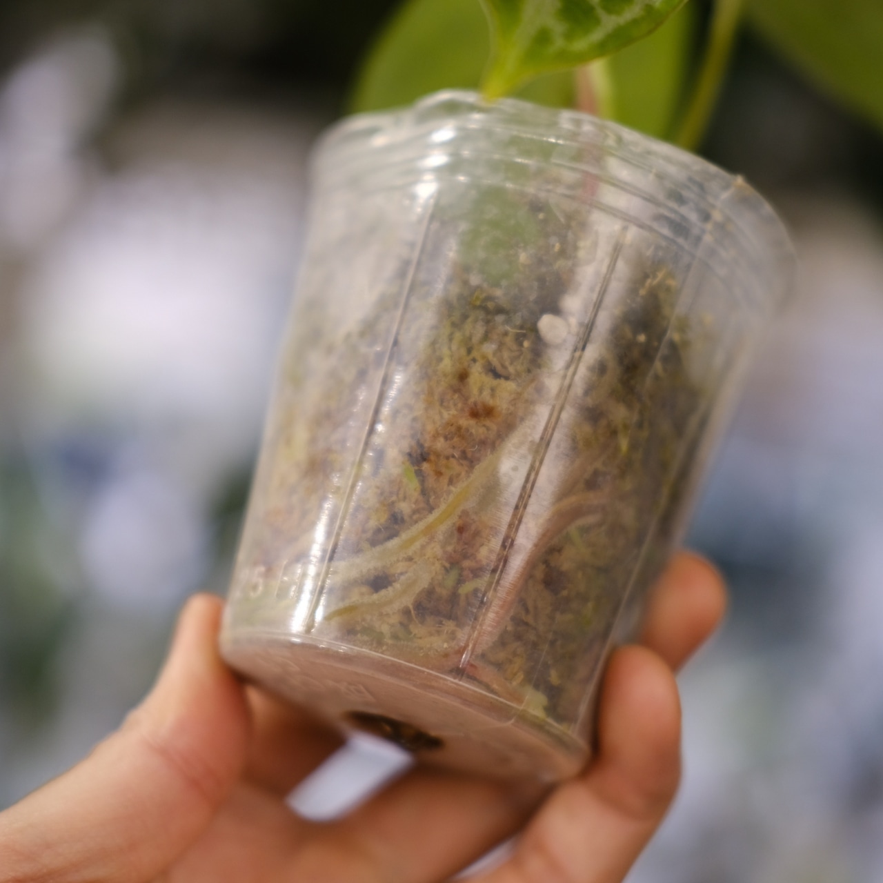 Red Crystallinum × Silver Blush / アンスリウム・レッド クリスタリナム × シルバーブッシュ②