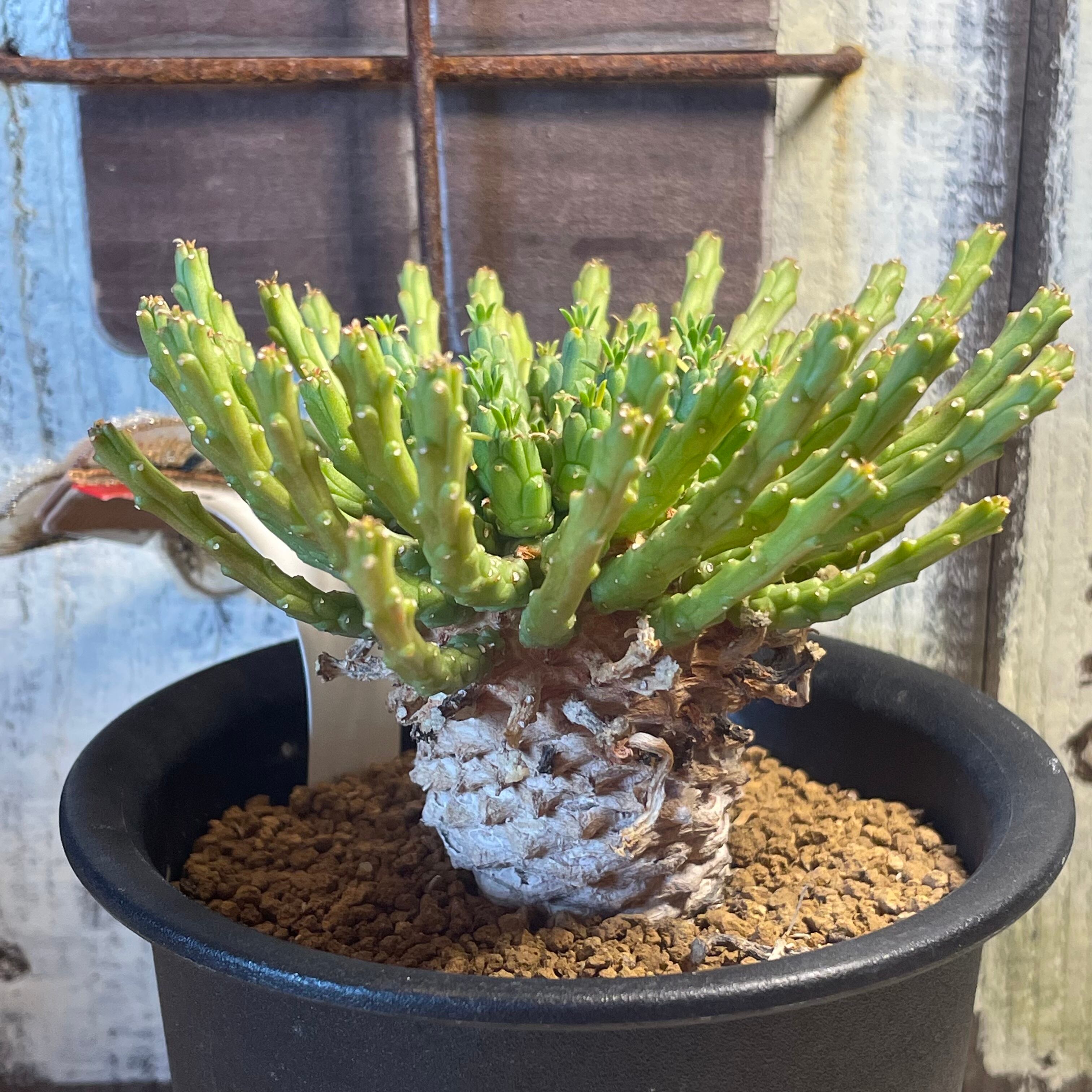 T)ユーフォルビア ゴルゴニス | RuPo 多肉植物専門店