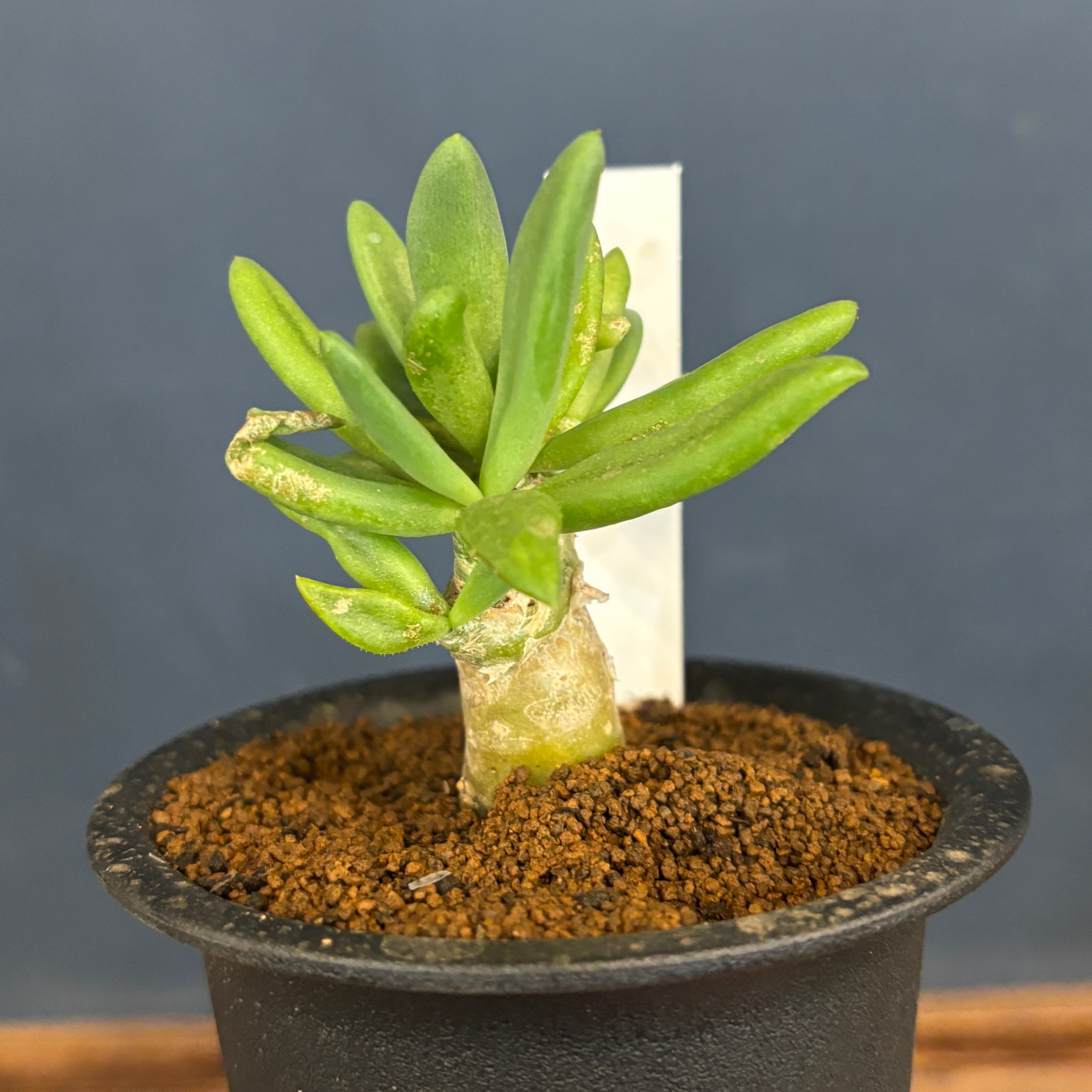 チレコドン レティキュラータス 万物想【999】 | PROTOLEAF プロトリーフ