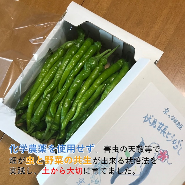 伏見甘長とうがらし<500ｇ>