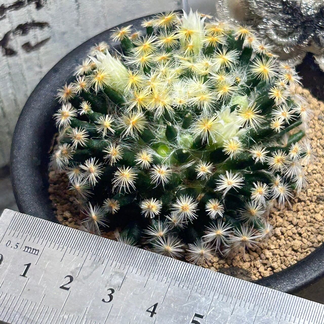 T)明星(マミラリア) | RuPo 多肉植物専門店