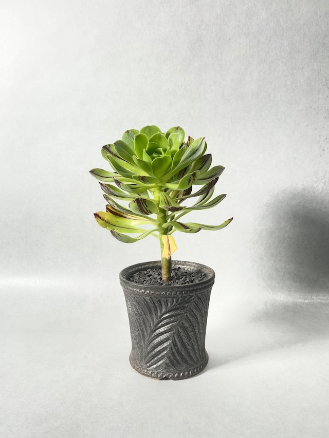 アエオニウム・グリーンファイヤー