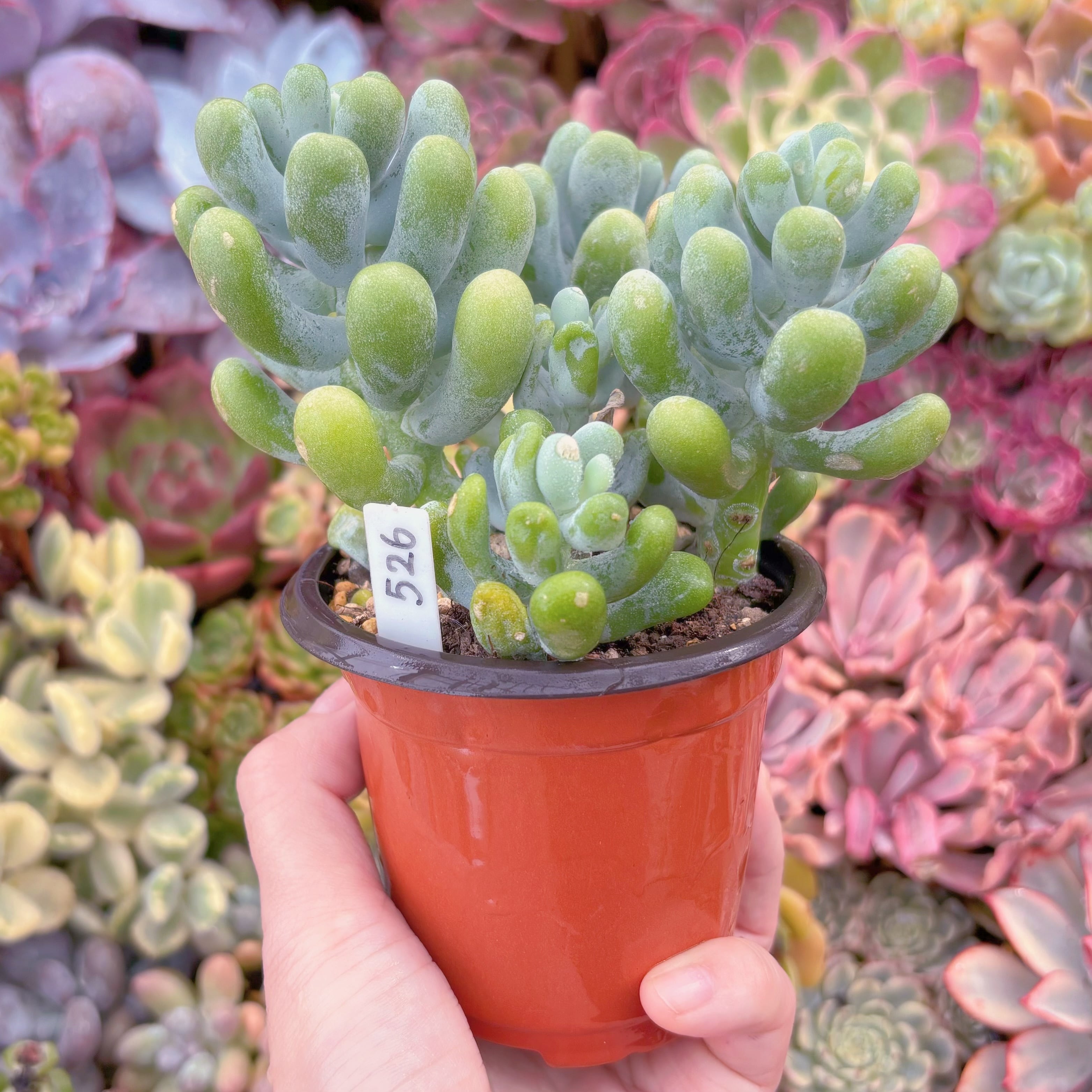 現品 バナナ美人#526 大群生 るる農園 | るる農園~多肉植物専門