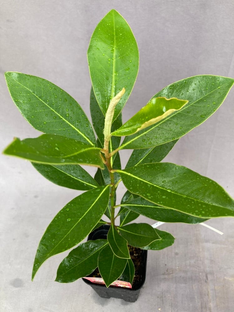 タイサンボク・リトルジェム 3.5号 | 日本ライン花木センター
