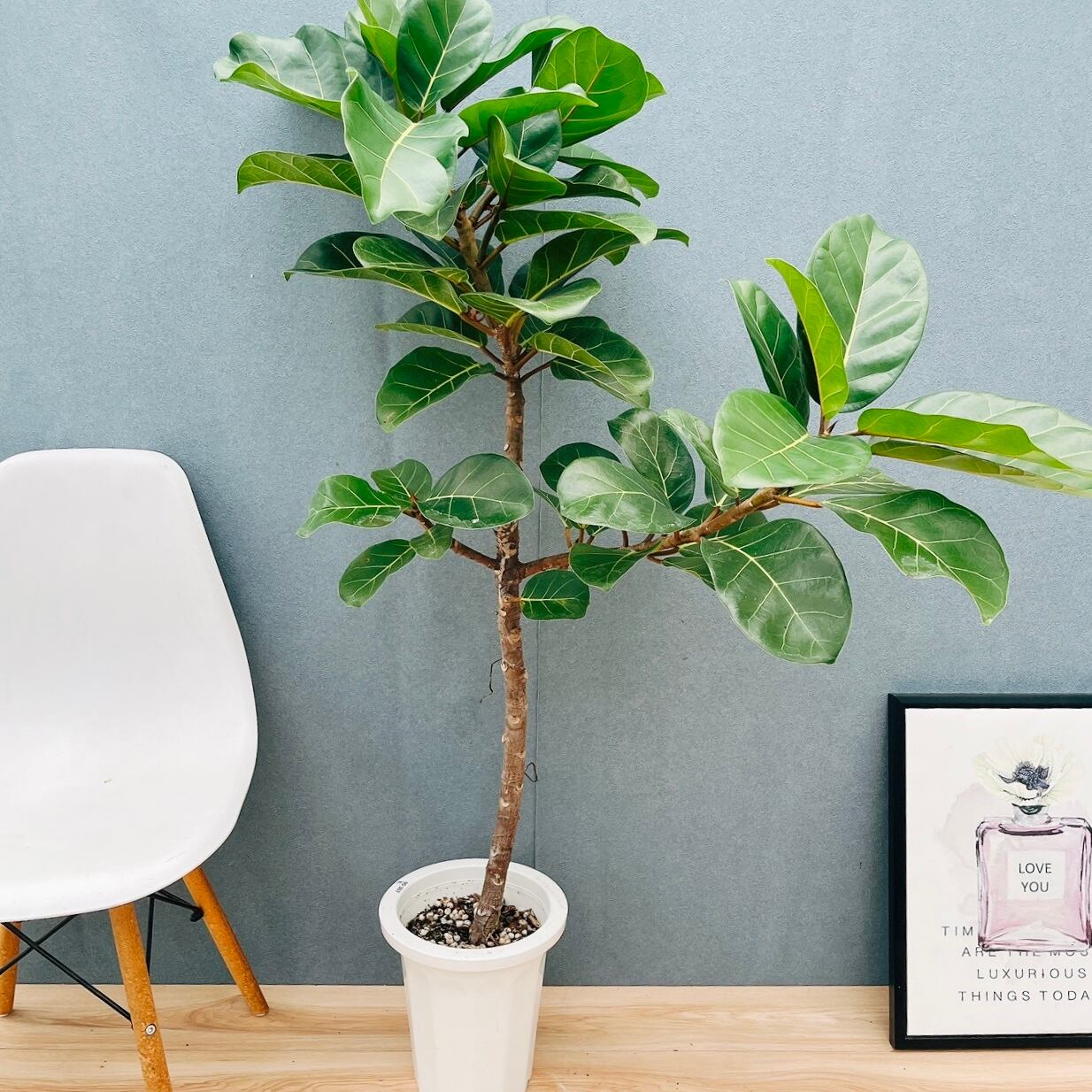 現品］【希少】☆初出品☆ 2番 ドラセナ ナビー 龍 7号 観葉植物 大型