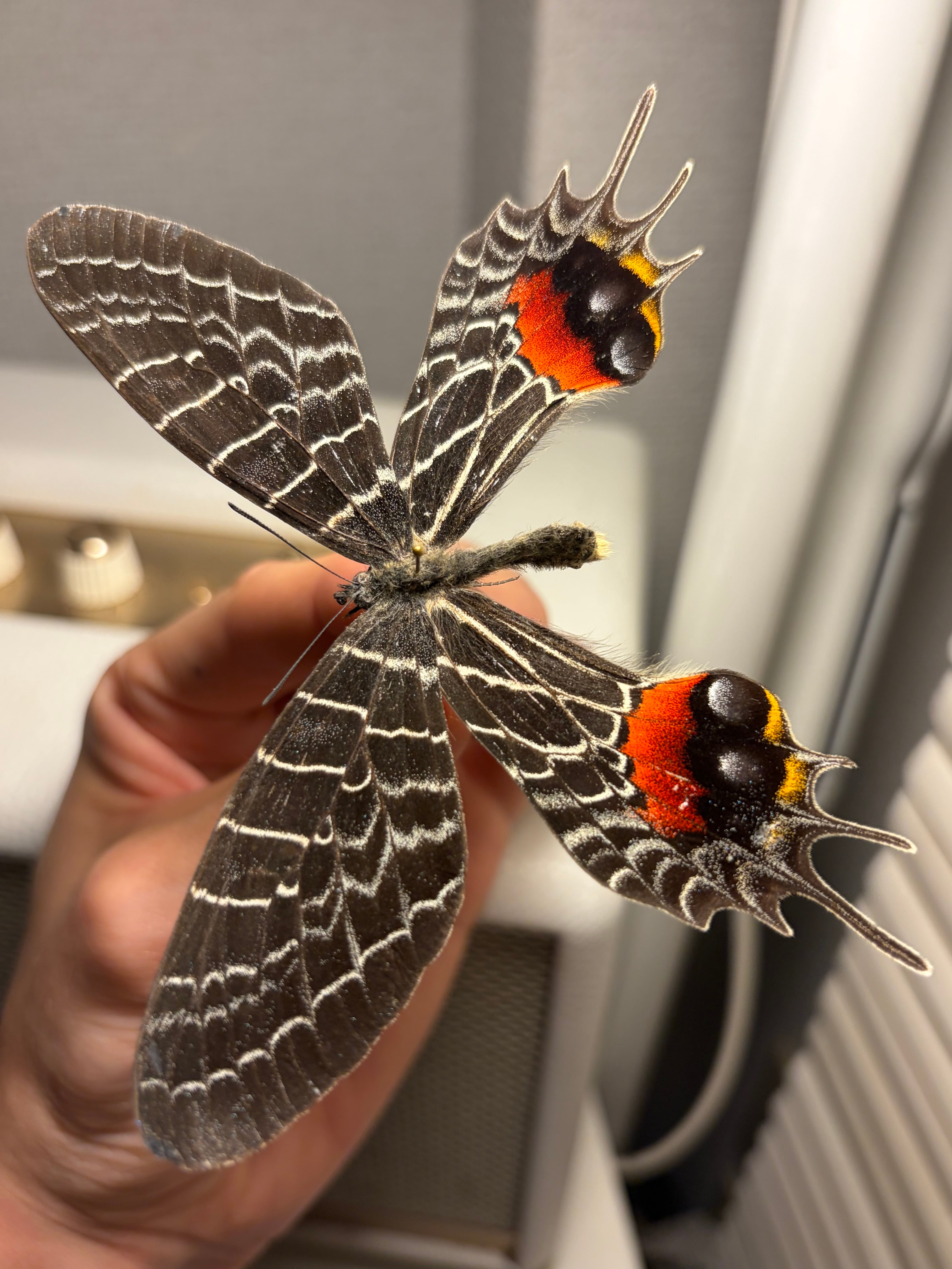 極BIG】シボリアゲハ モルフォ蝶 蛾ピカソモスモルフォチョウMorpho