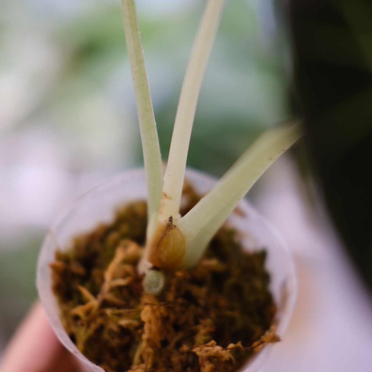 【斑入り】アロカシア ブラックベルベット② / Alocasia reginula 'Variegated'