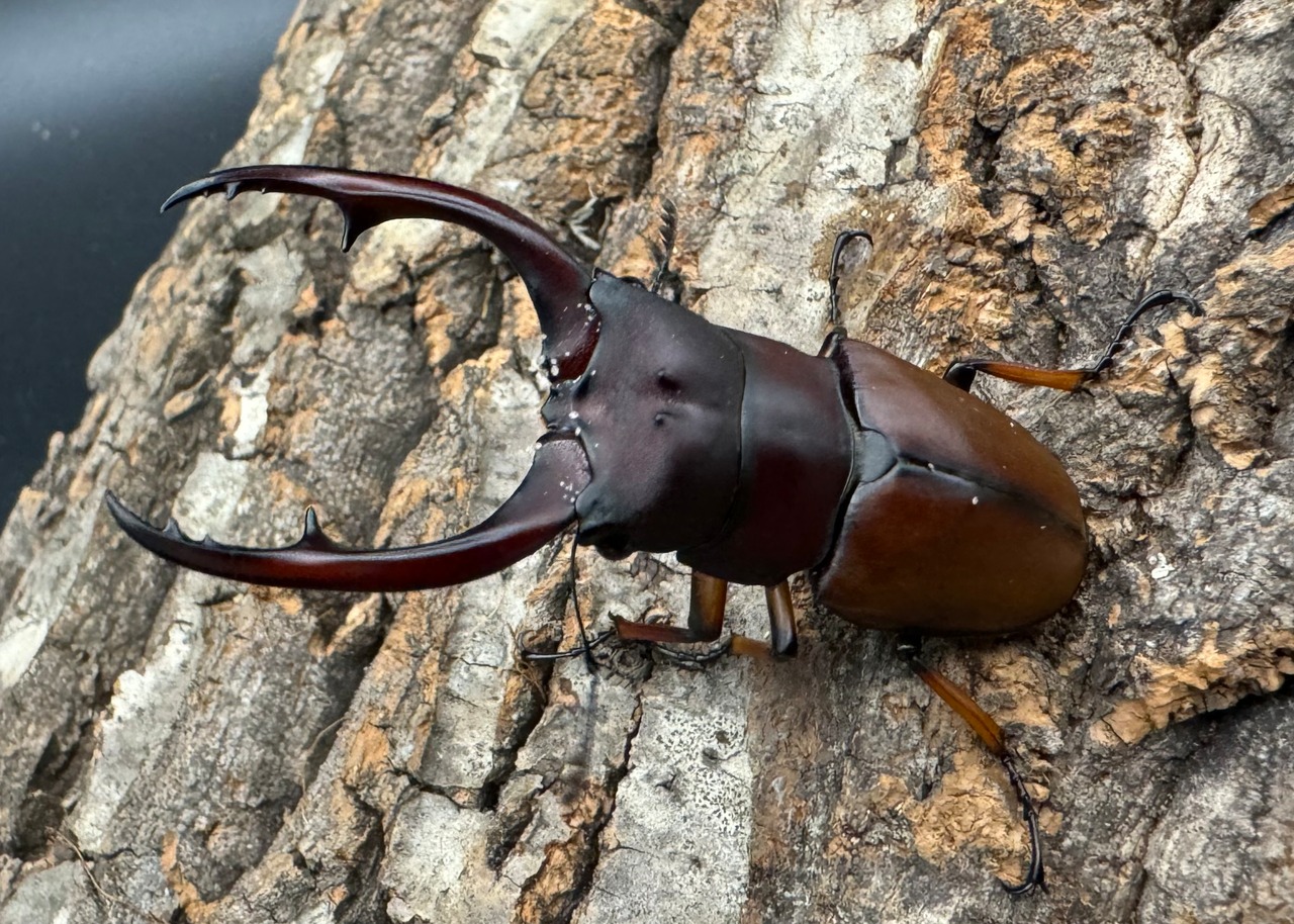 【WD】《アスタコイデスノコギリ ベンクール産 64mm ペア》