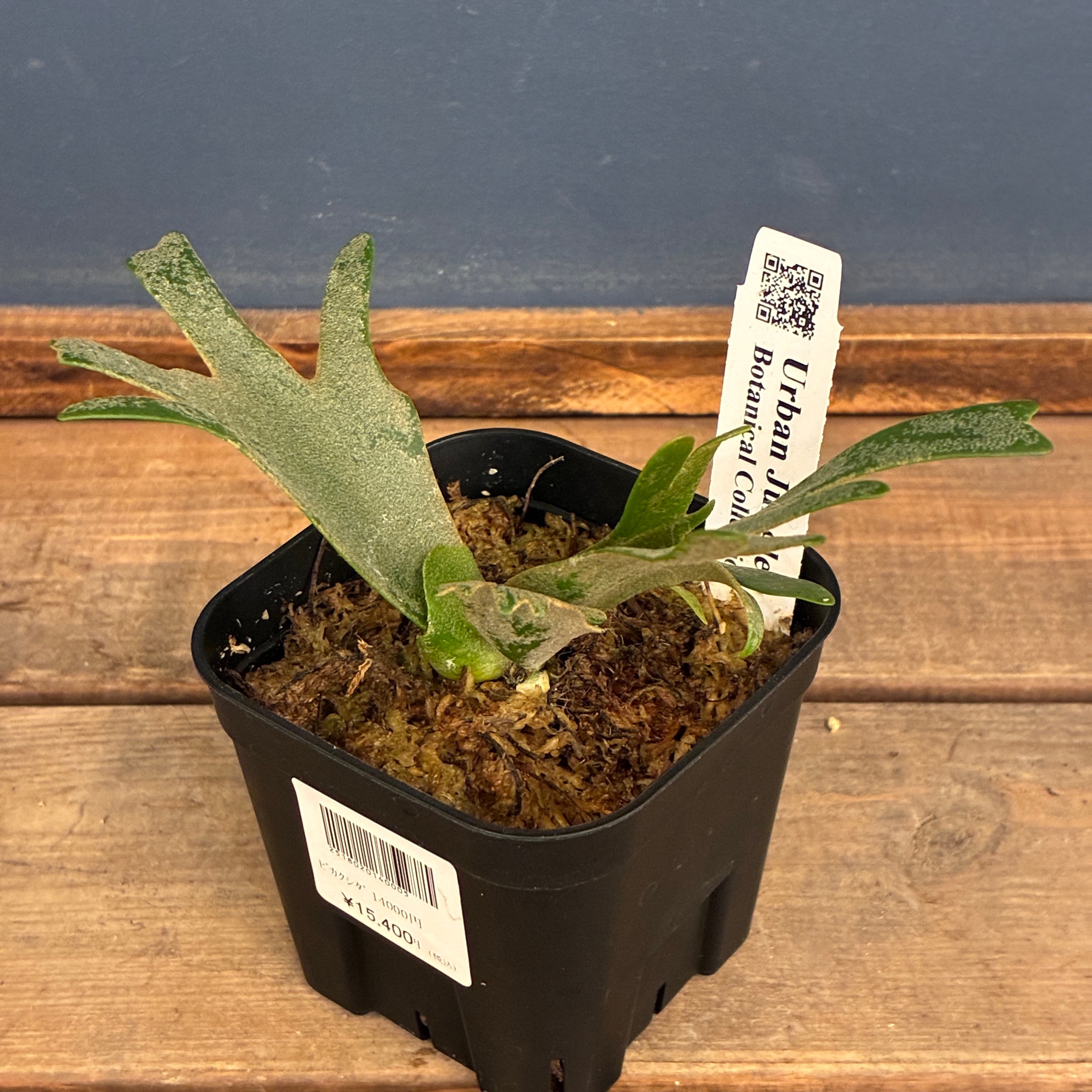 クリアランスセール対象商品】【UJ】ビカクシダ P. willinckii 'Golden