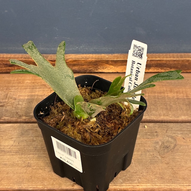 【UJ】ビカクシダ　P. willinckii 'Golden Boy' Spore【251】【再撮影】