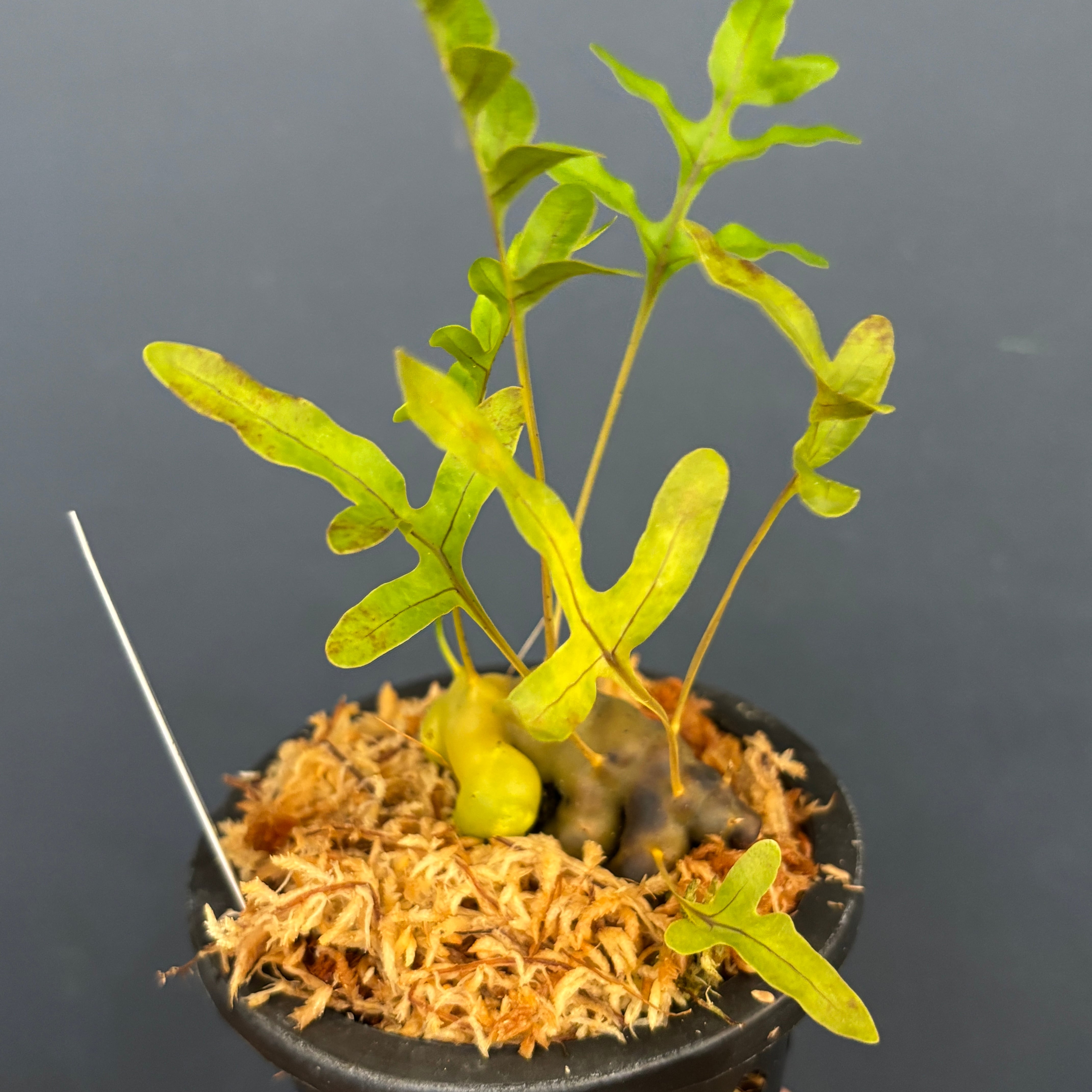 レカノプテリス pumila【515】 | PROTOLEAF プロトリーフ