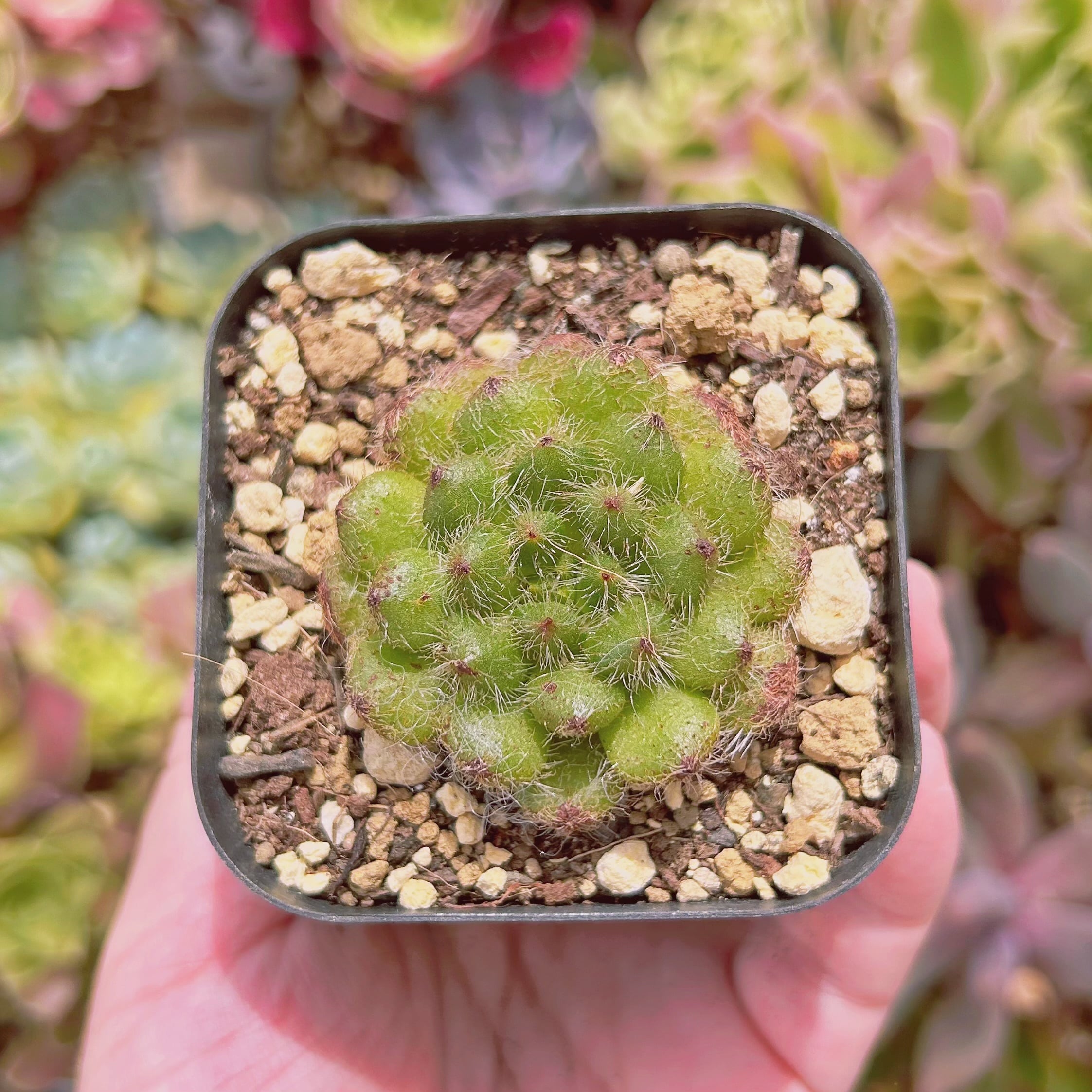 現物　多肉植物　黄金果　抜き苗