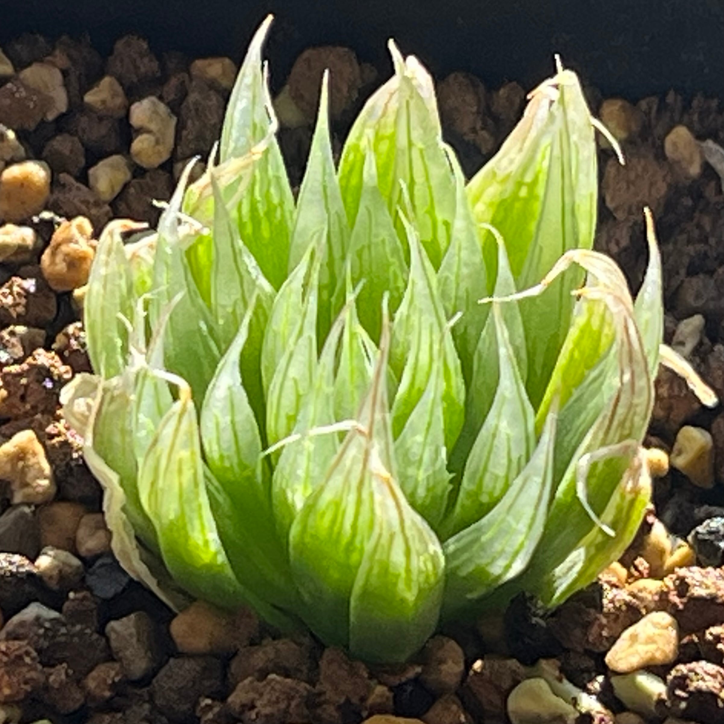 ハオルチア スターズフェアリー | mocono_plants