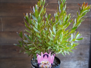 【現物】リューカデンドロン ”Harvest” 6号