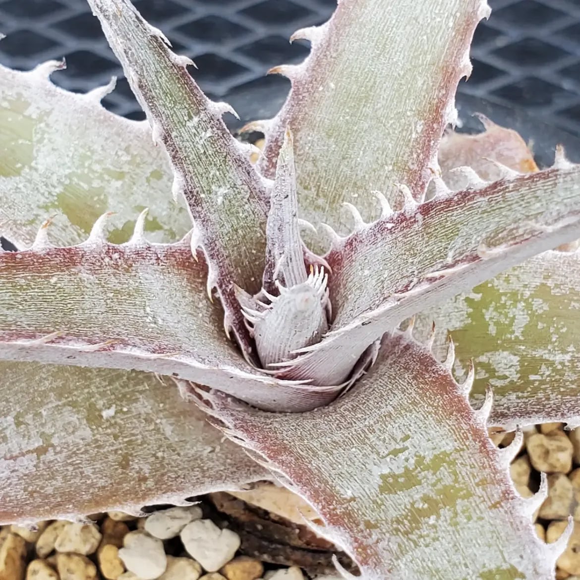 F00613_Dyckia marnier-lapostollei 'Wide Leaf New Form' Hybrid NNN