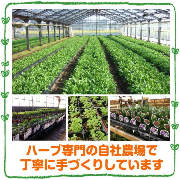 ハーブ 苗 セット コモンタイム 30個 | ハーブ苗のポタジェガーデン 本店