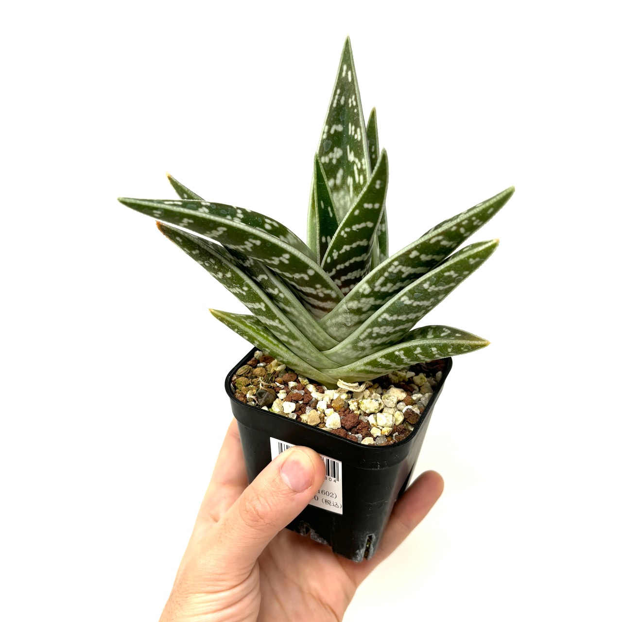 アロエ　千代田錦【126】