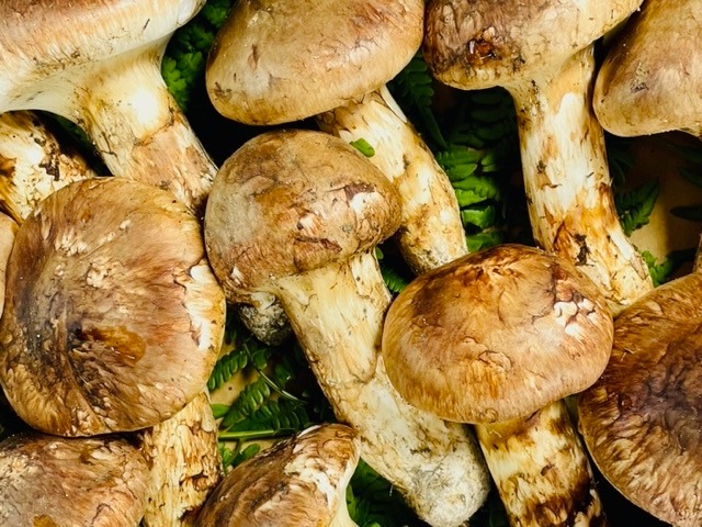 【送料込】松茸 200g以上 (数量限定)