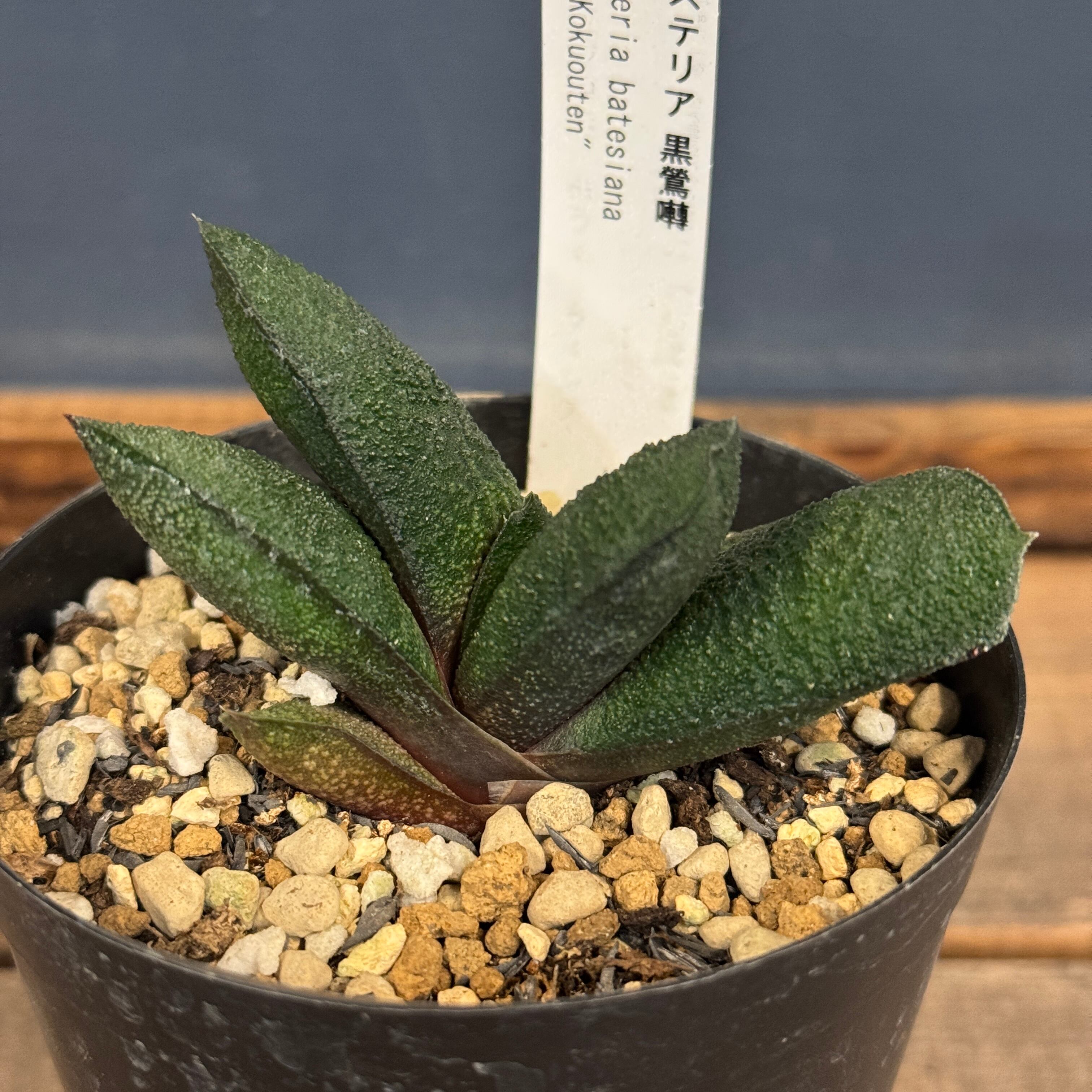 センナ メリディオナリス【213】 | PROTOLEAF プロトリーフ