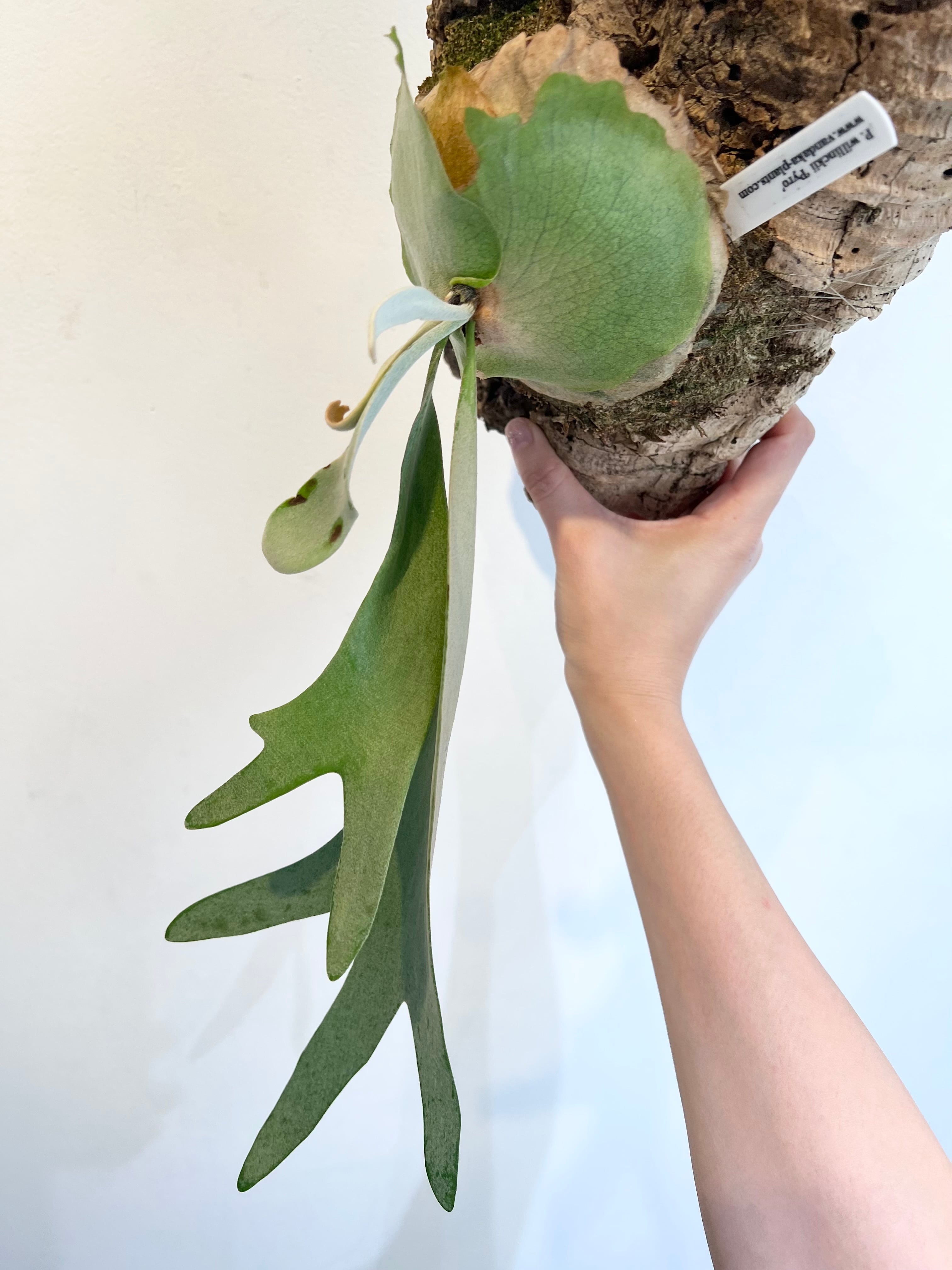 P. willinckii 'Pyro' ビカクシダ ウィリンキー 'パイロ' | vandaka plants