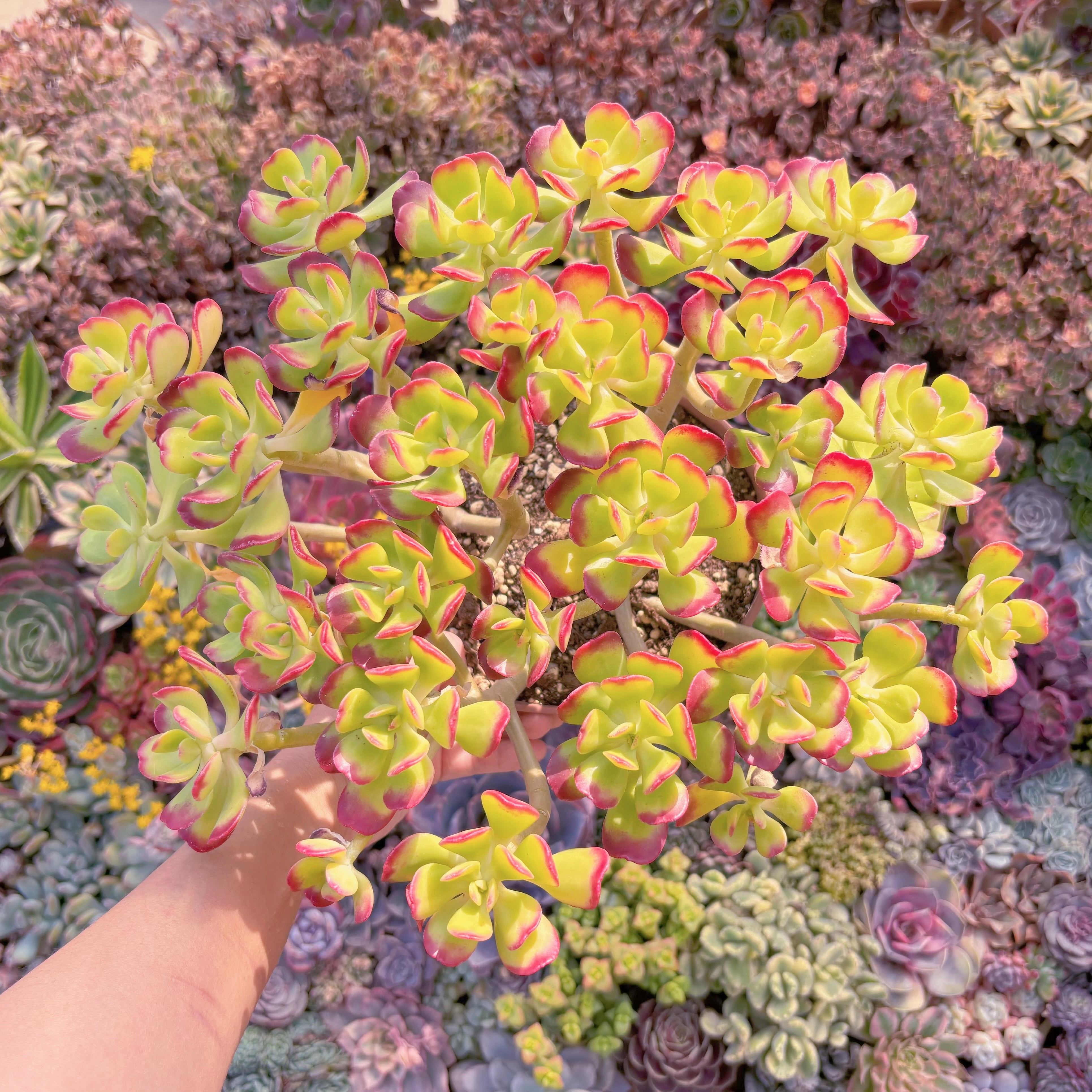 現品　宝珠#A095　特特特大群生　新入荷　るる農園