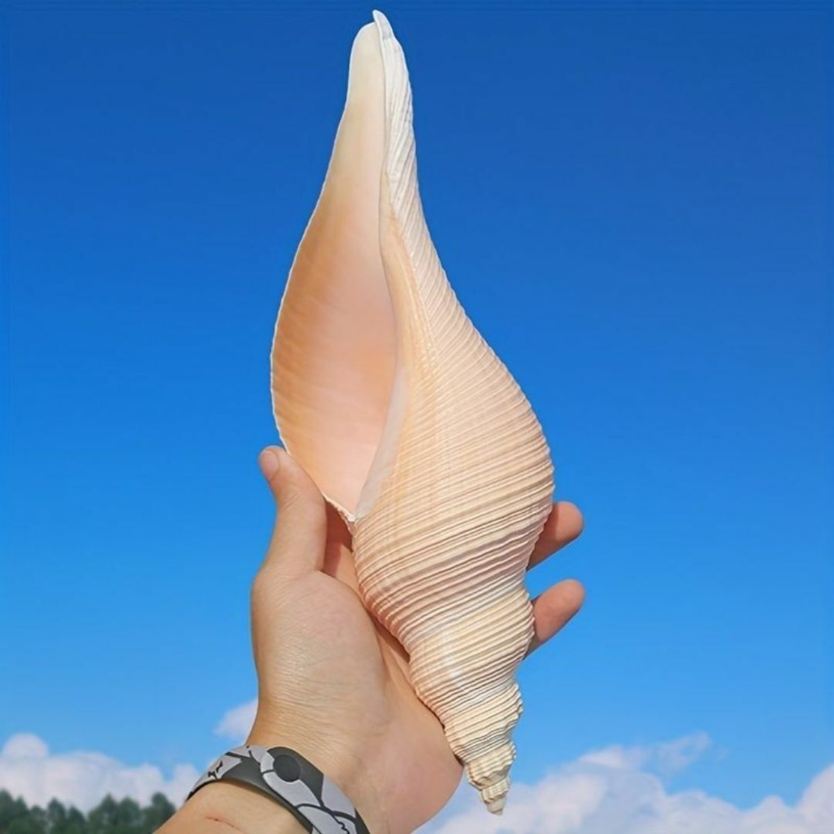 天然貝 巻貝 貝殻 シェル 大きな貝殻 置物 海 装飾 | Renatus 