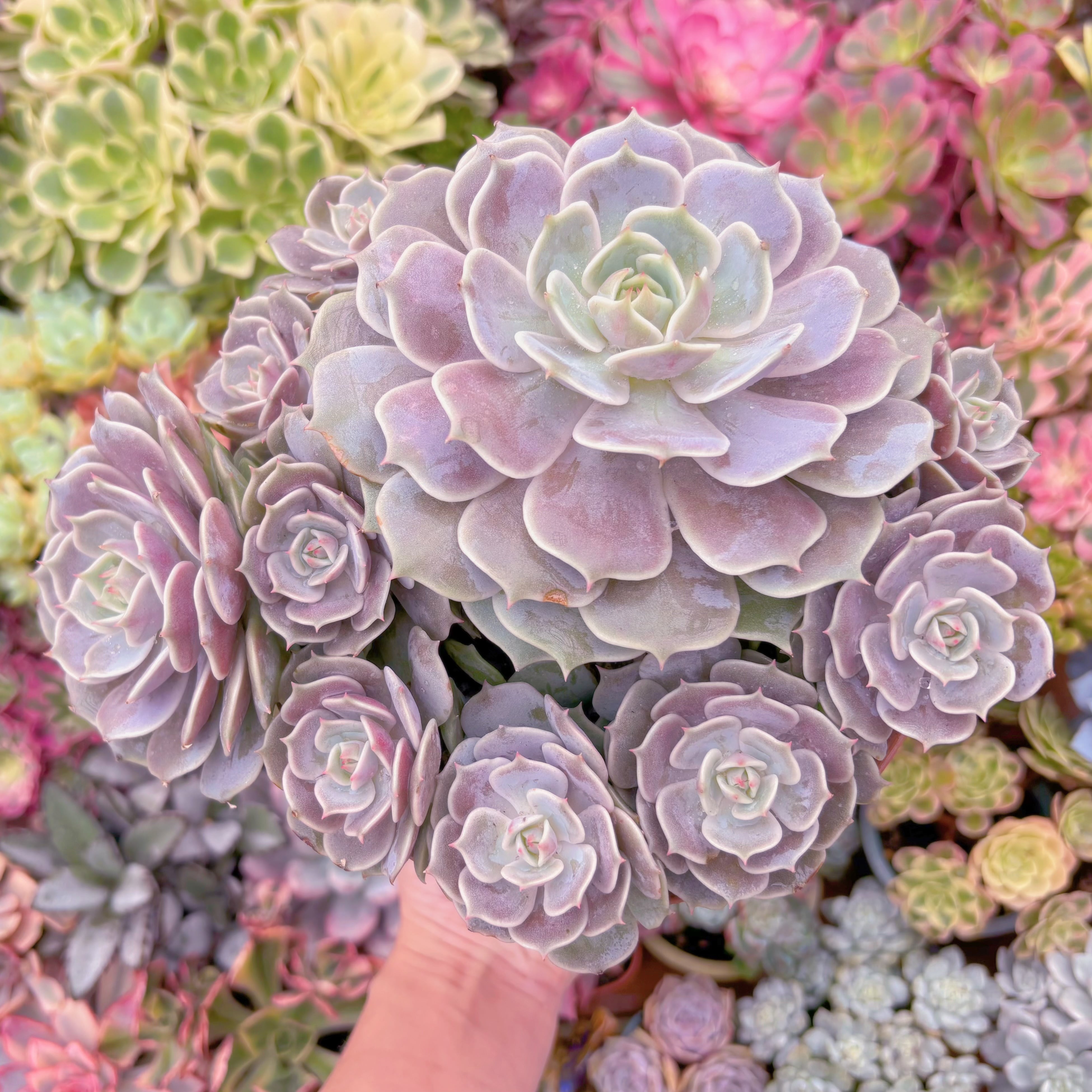 現品　ローラ#D01　理想的な株姿　特特大群生　新入荷　るる農園