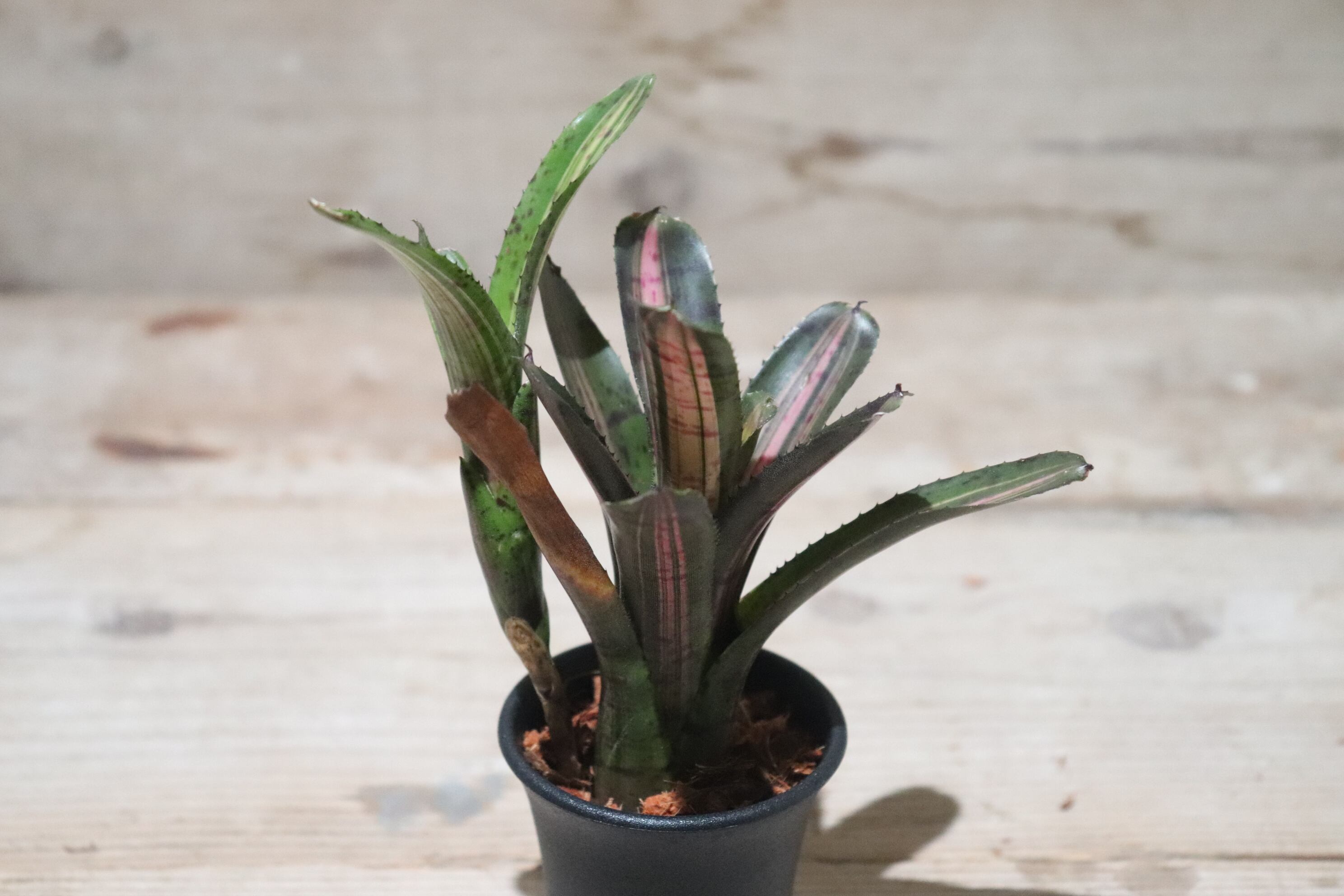 送料無料】Neoregelia 'Star Blast'〔ネオレゲリア〕現品発送N0122