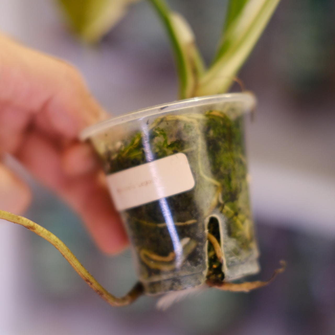 Monstera Thai Constellation｜モンステラ タイコンステレーション③｜観葉植物