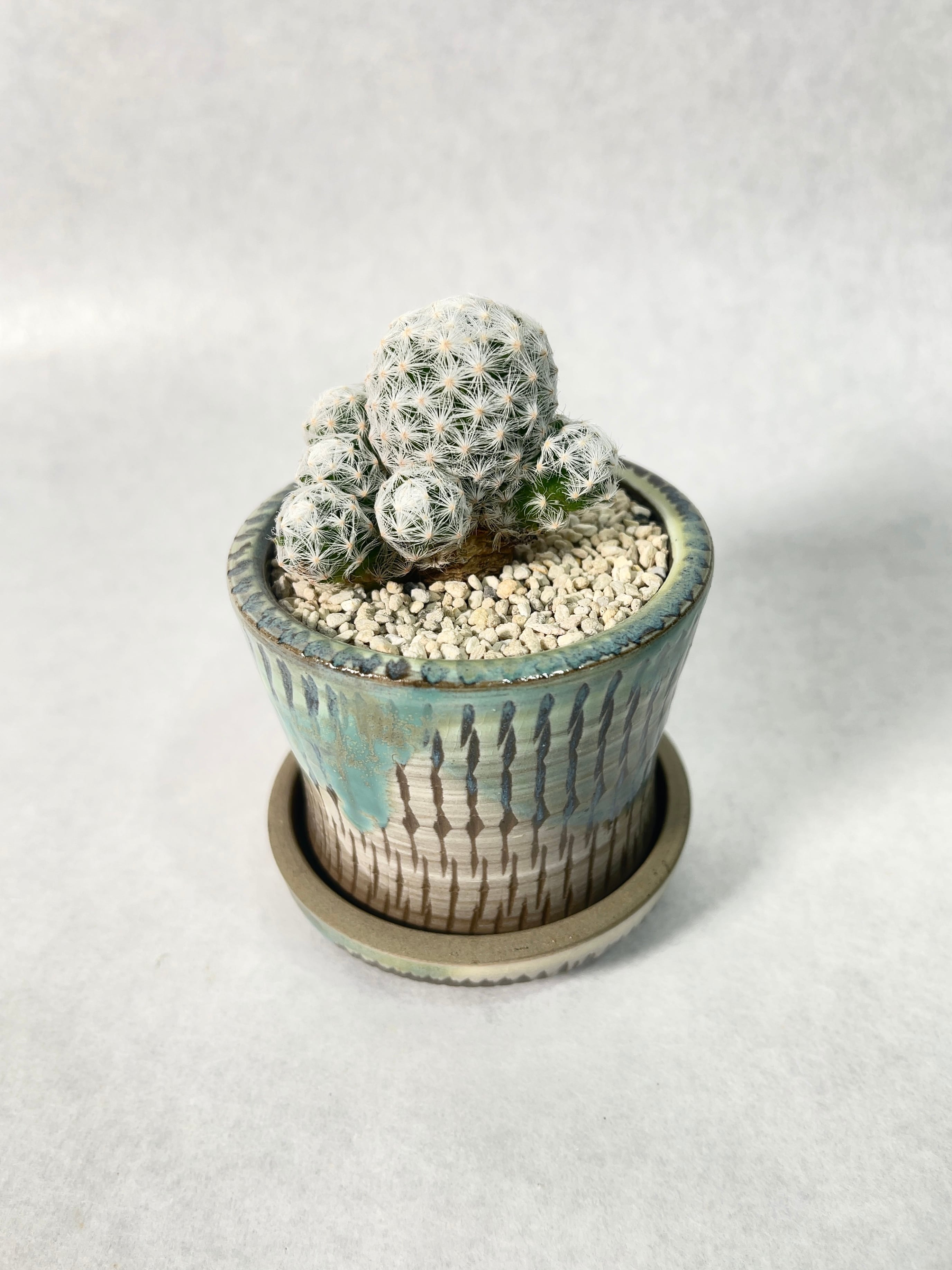 アガベ・ホワイトファイヤー | trigger