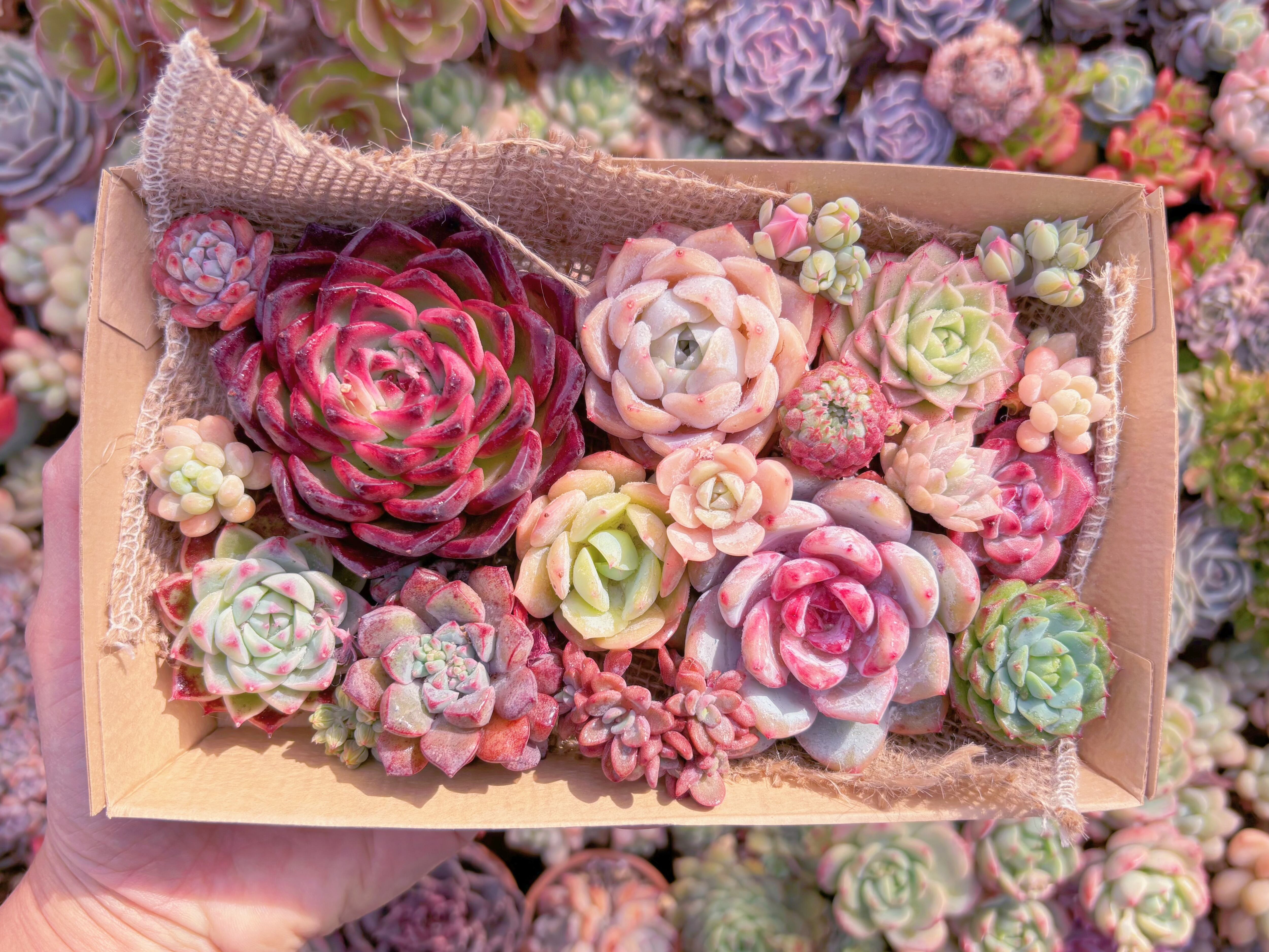 現品　寄せ植えセット#552　12cmx20cm　るる農園