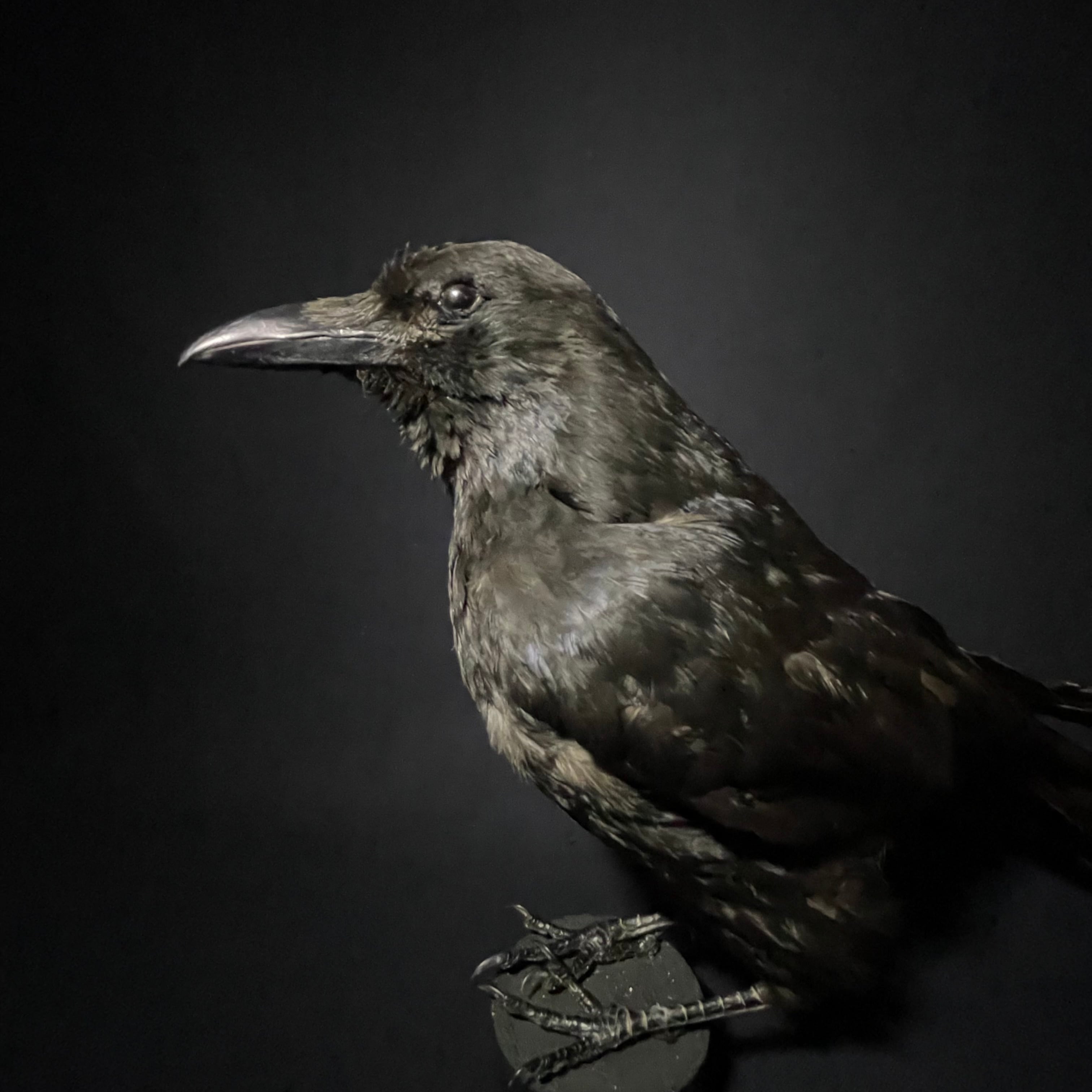 Carrion Crow/ハシボソカラス/カラス | quelque jour（フランス
