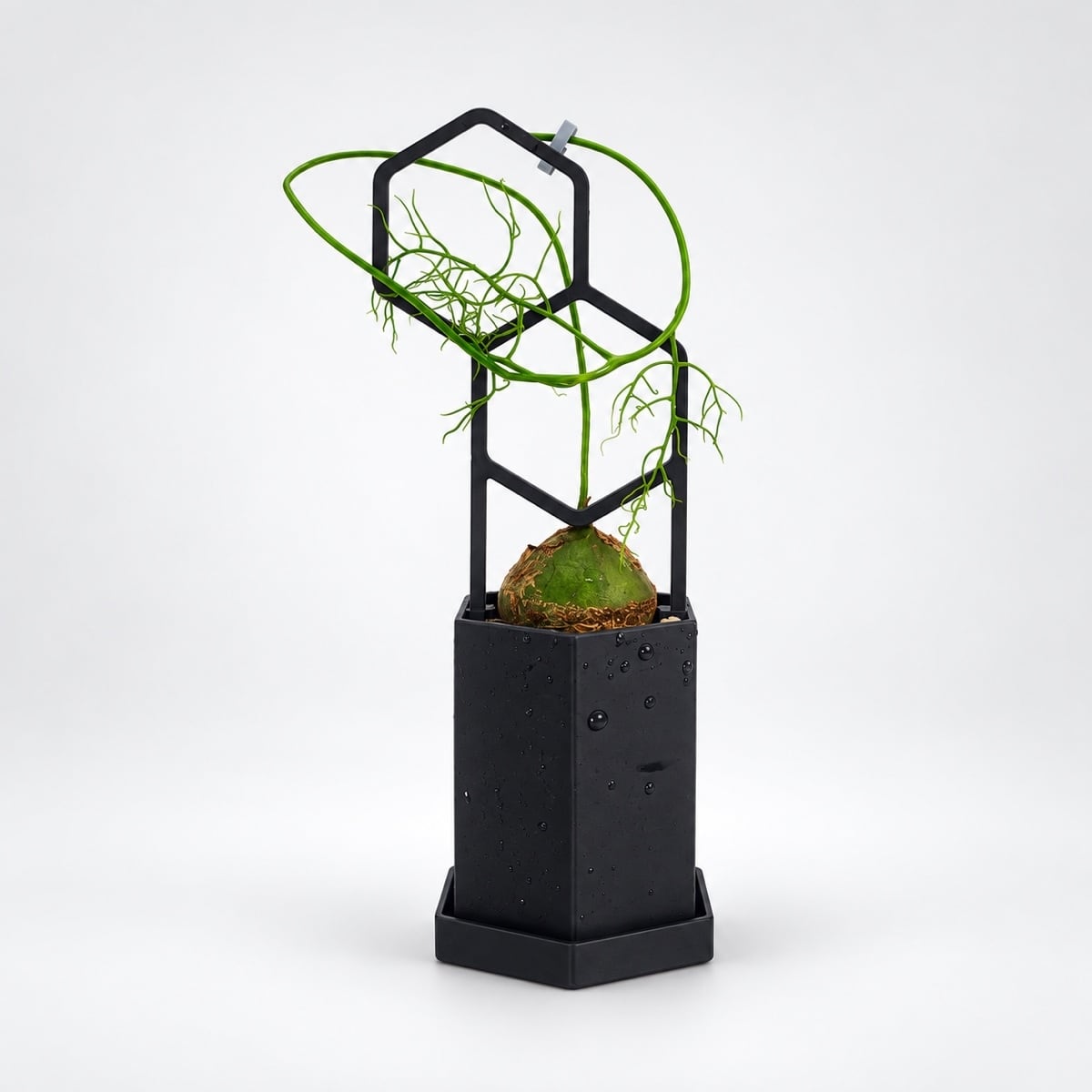 PLANTS POLE 六角鉢セット 