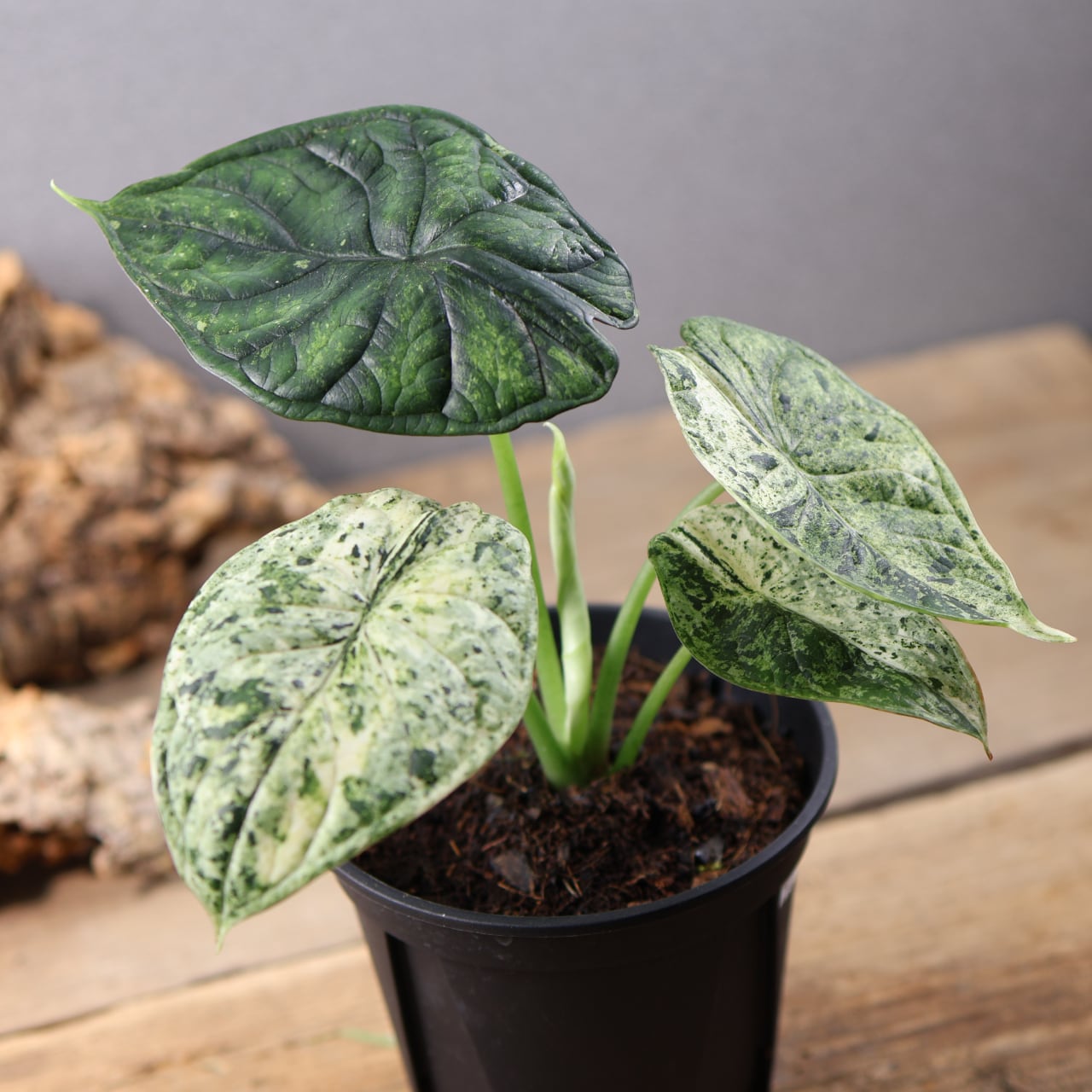 MARX PLANTS | 観葉植物・多肉植物・塊根植物
