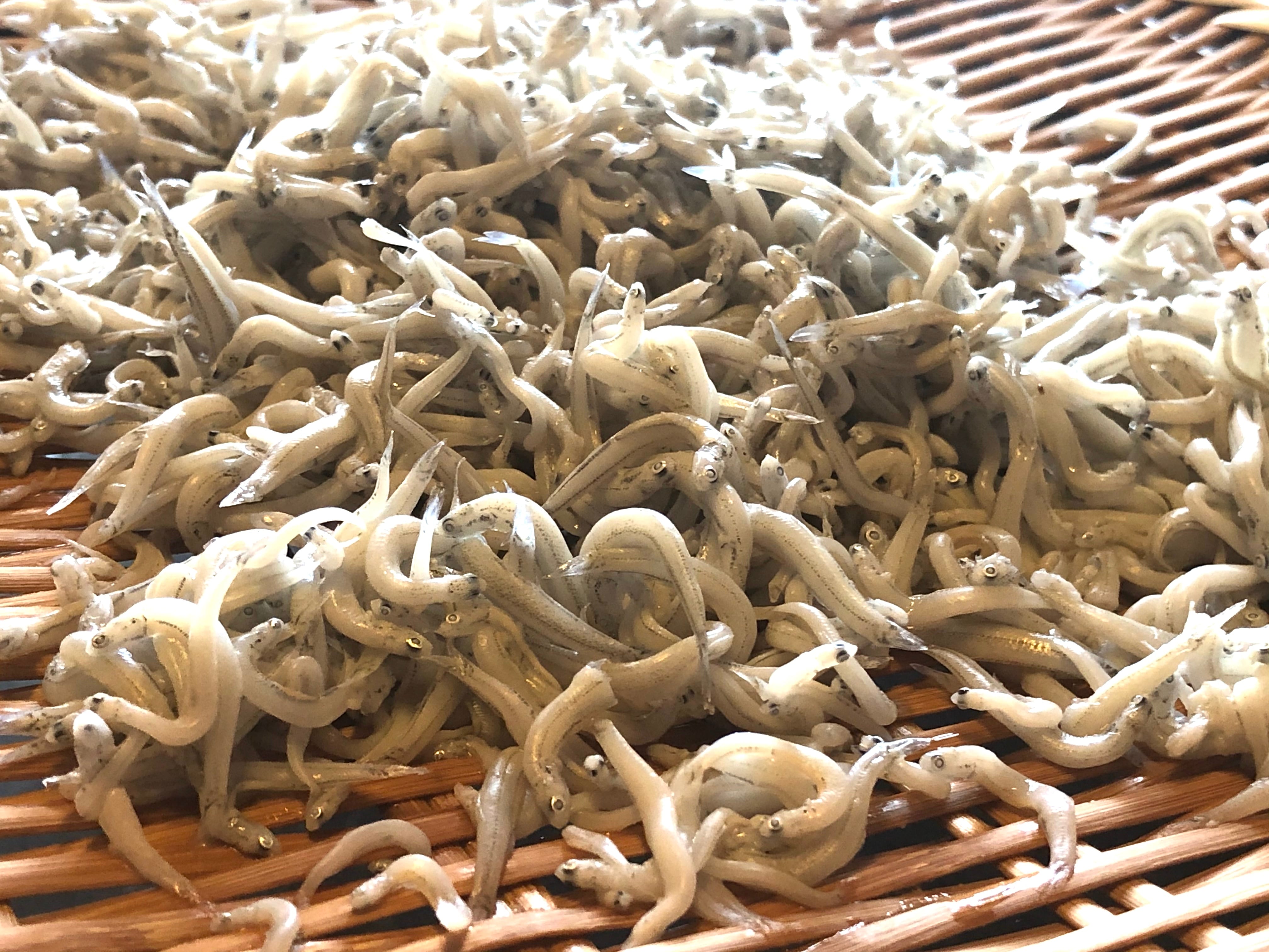 [送料込！] ヤママル全部盛り海鮮丼ギフトセット