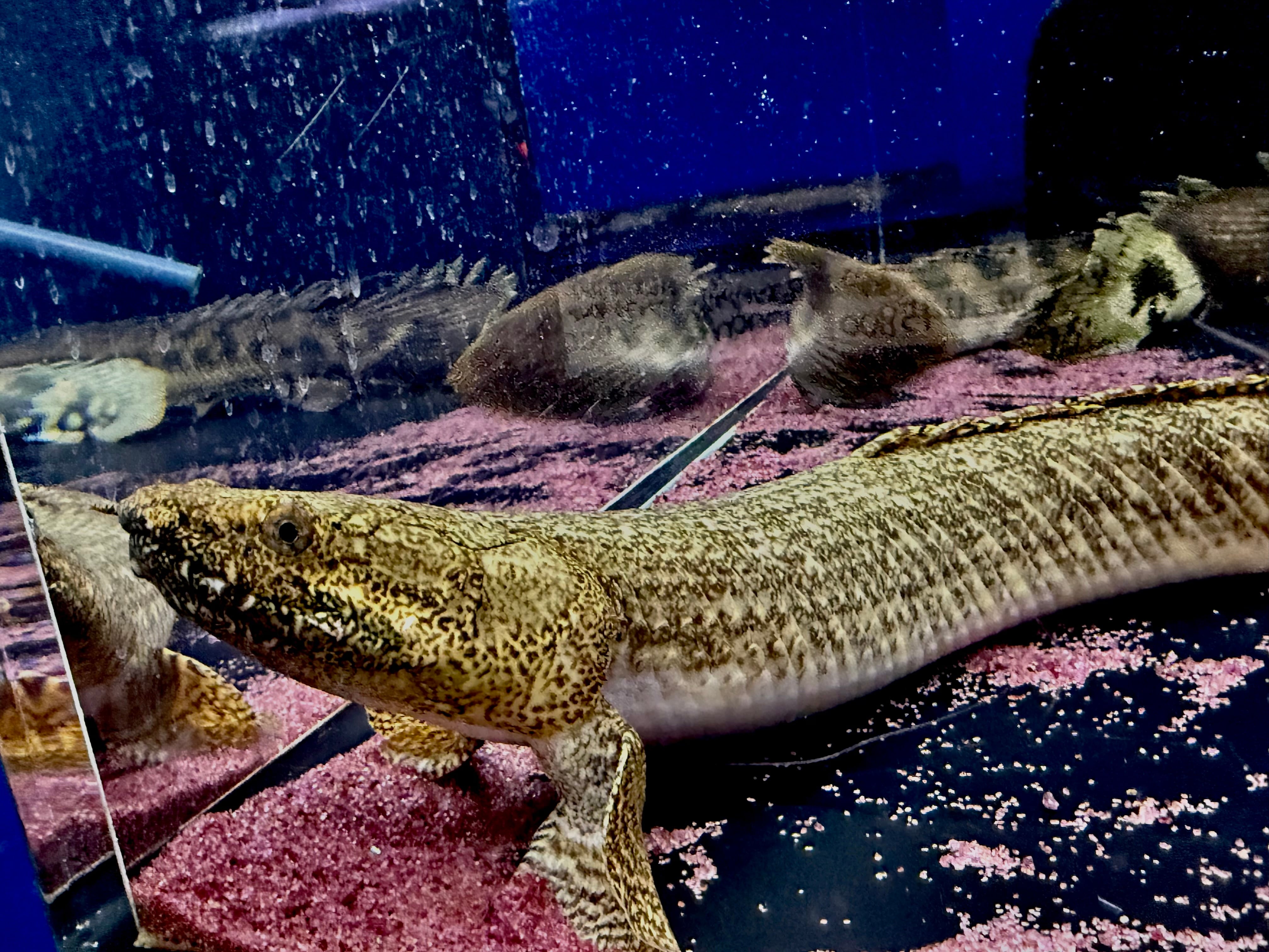 ポリプテルス　タンガニーカ　オルナティ 直輸入】Po.オルナティピンニス タンガニーカ湖産①46cm | AQUASTYLEG
