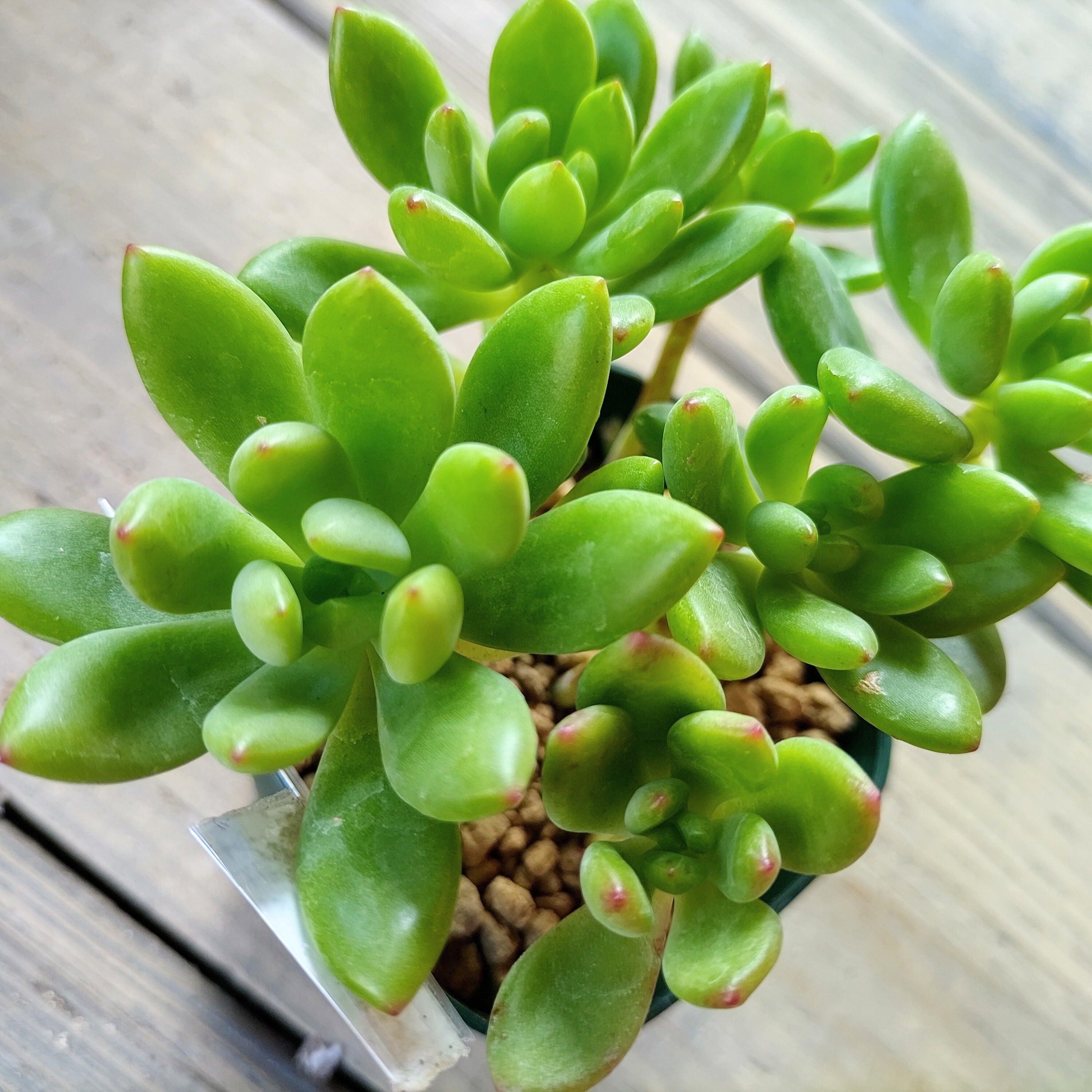 春萌 | RuPo 多肉植物専門店