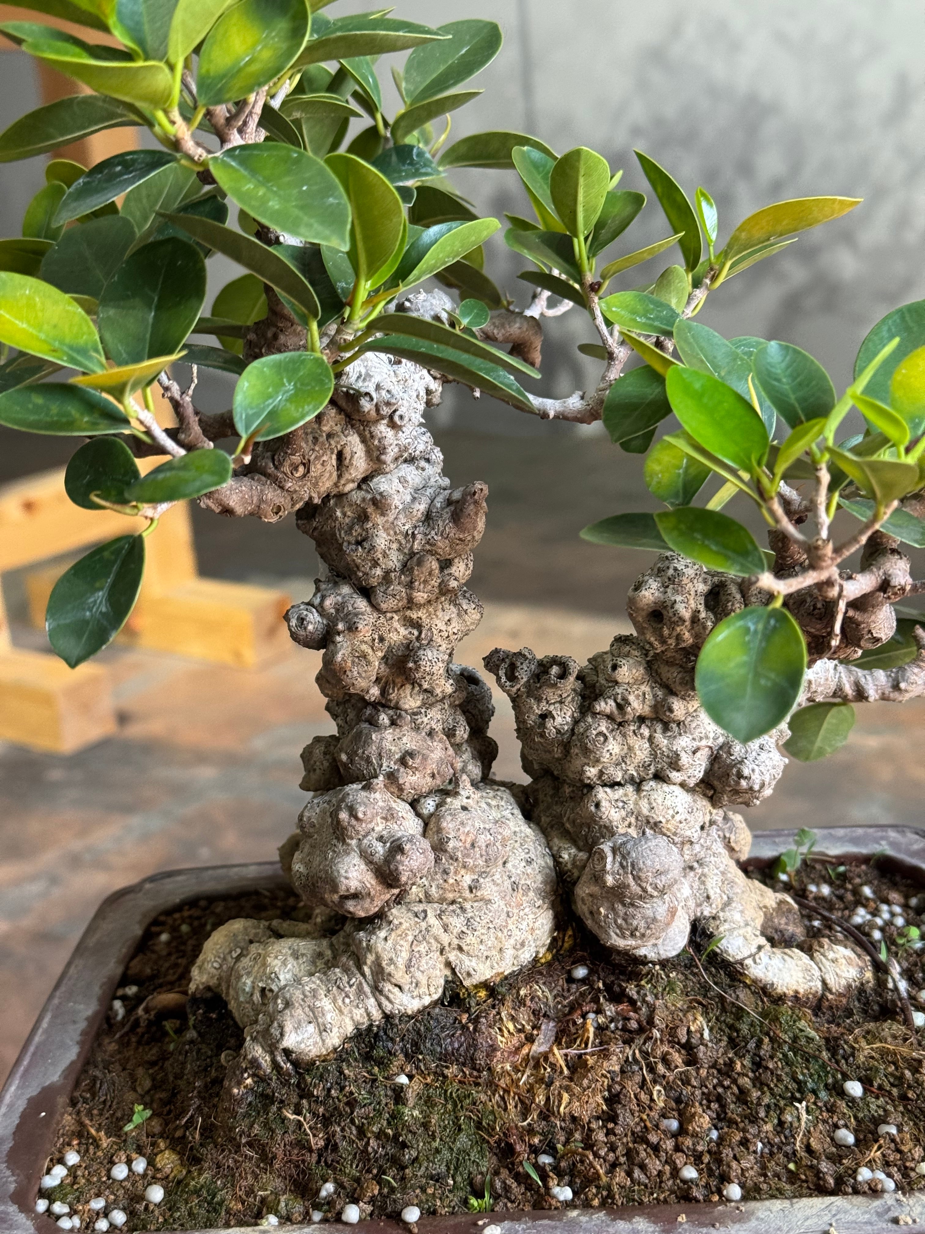 琉球盆栽】Ficus microcarpa【極上のイボガジュマル】 | 青坊主-aobouzu-